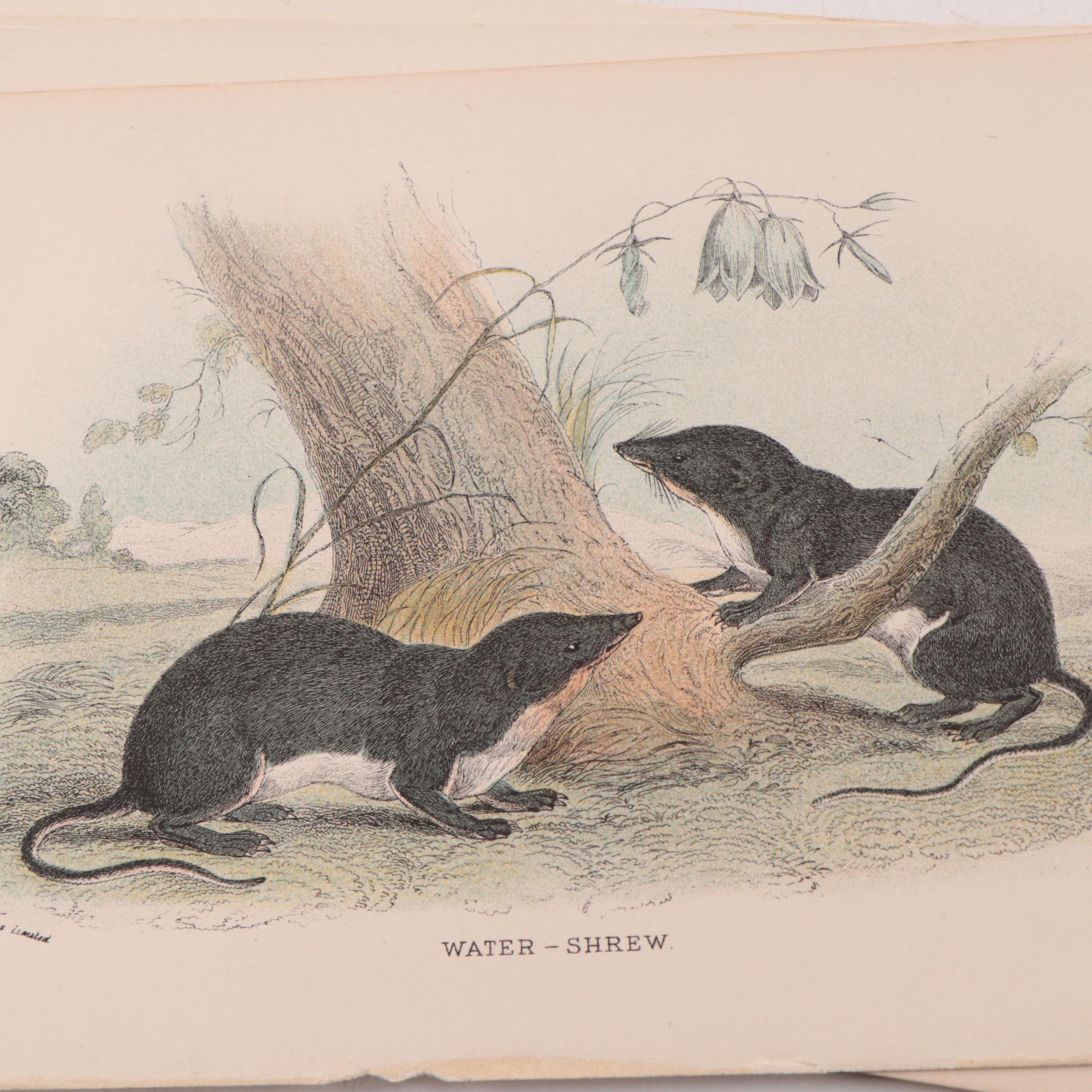 Hand-Colored Engravings and Lithographs of Animals, 19th Century