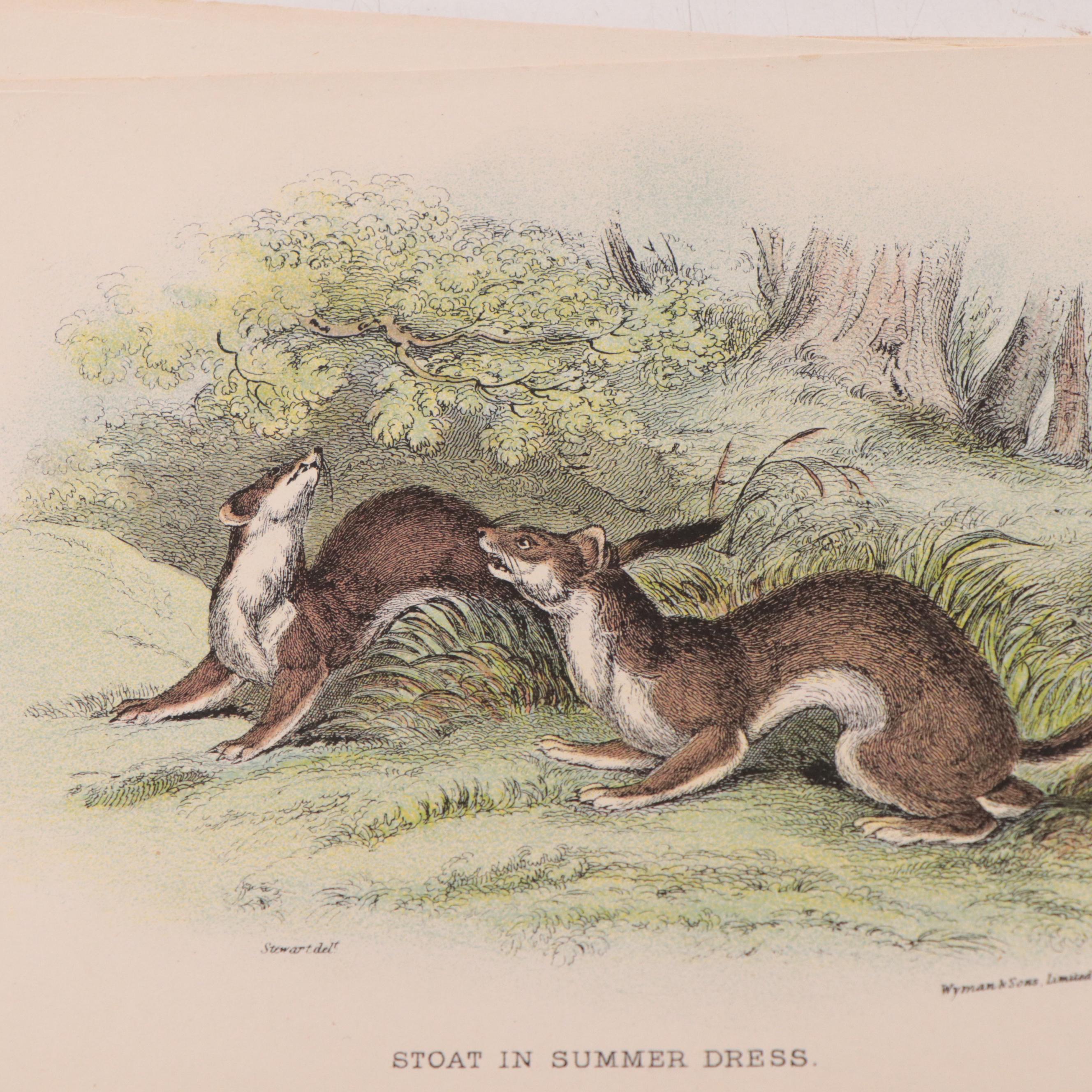 Hand-Colored Engravings and Lithographs of Animals, 19th Century