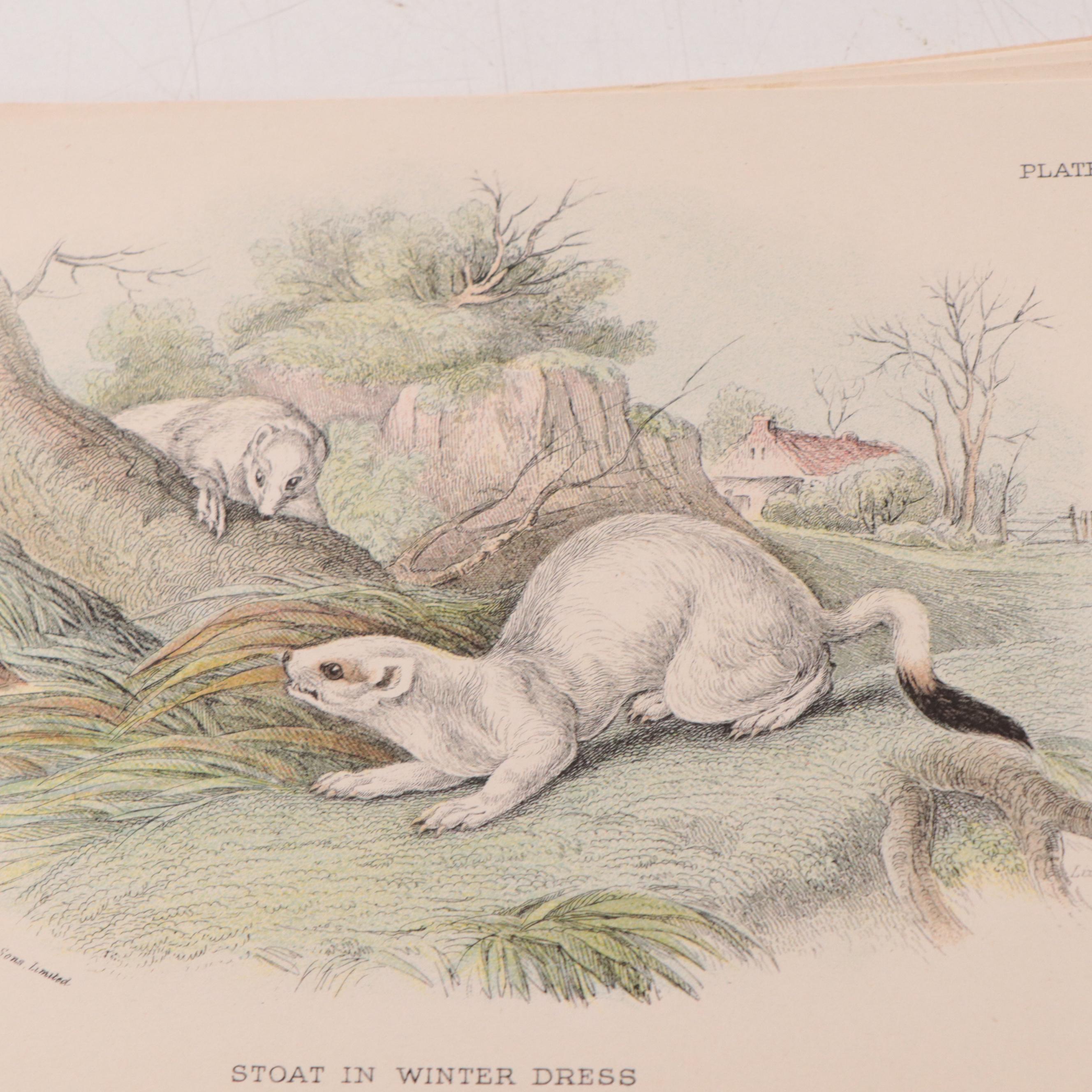 Hand-Colored Engravings and Lithographs of Animals, 19th Century