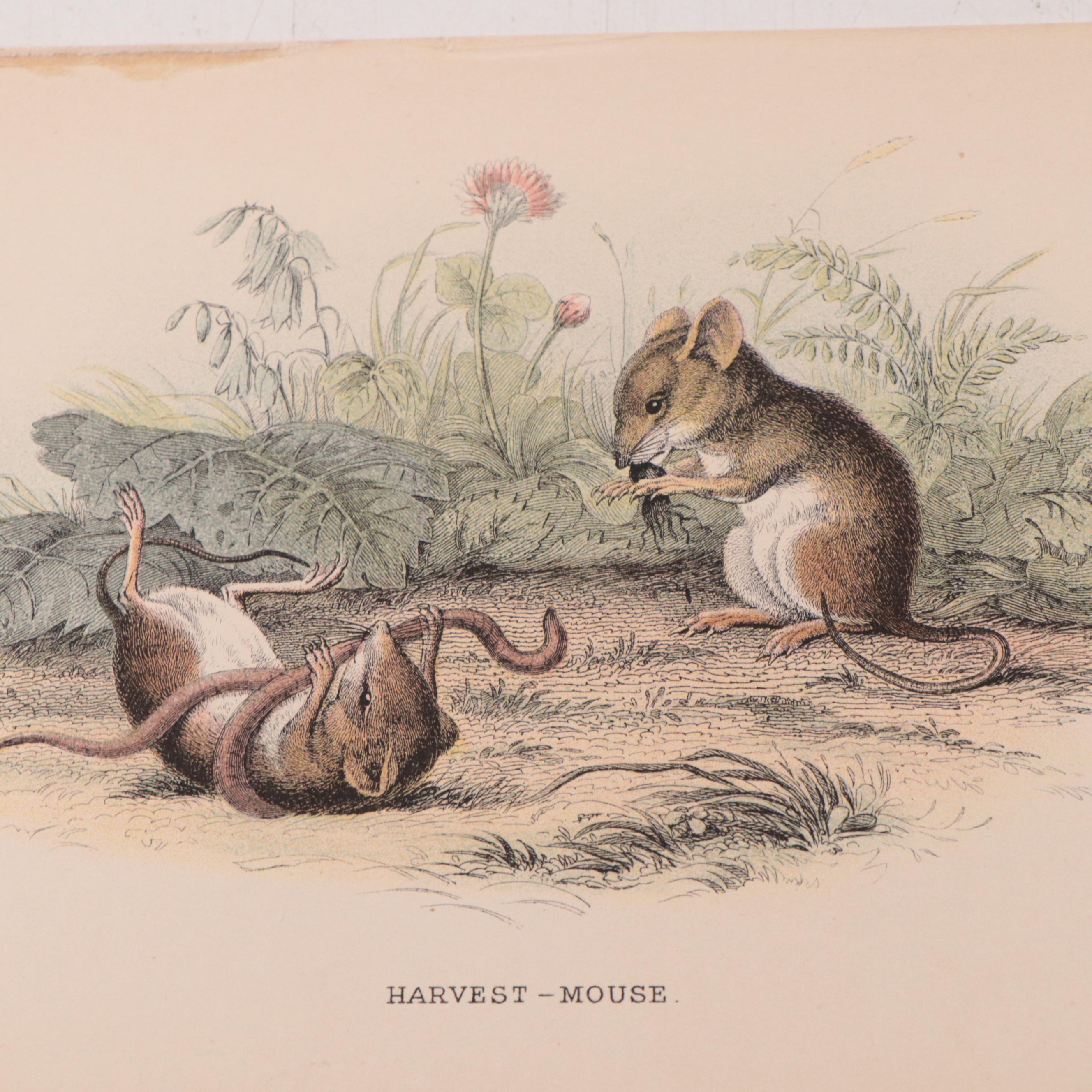 Hand-Colored Engravings and Lithographs of Animals, 19th Century