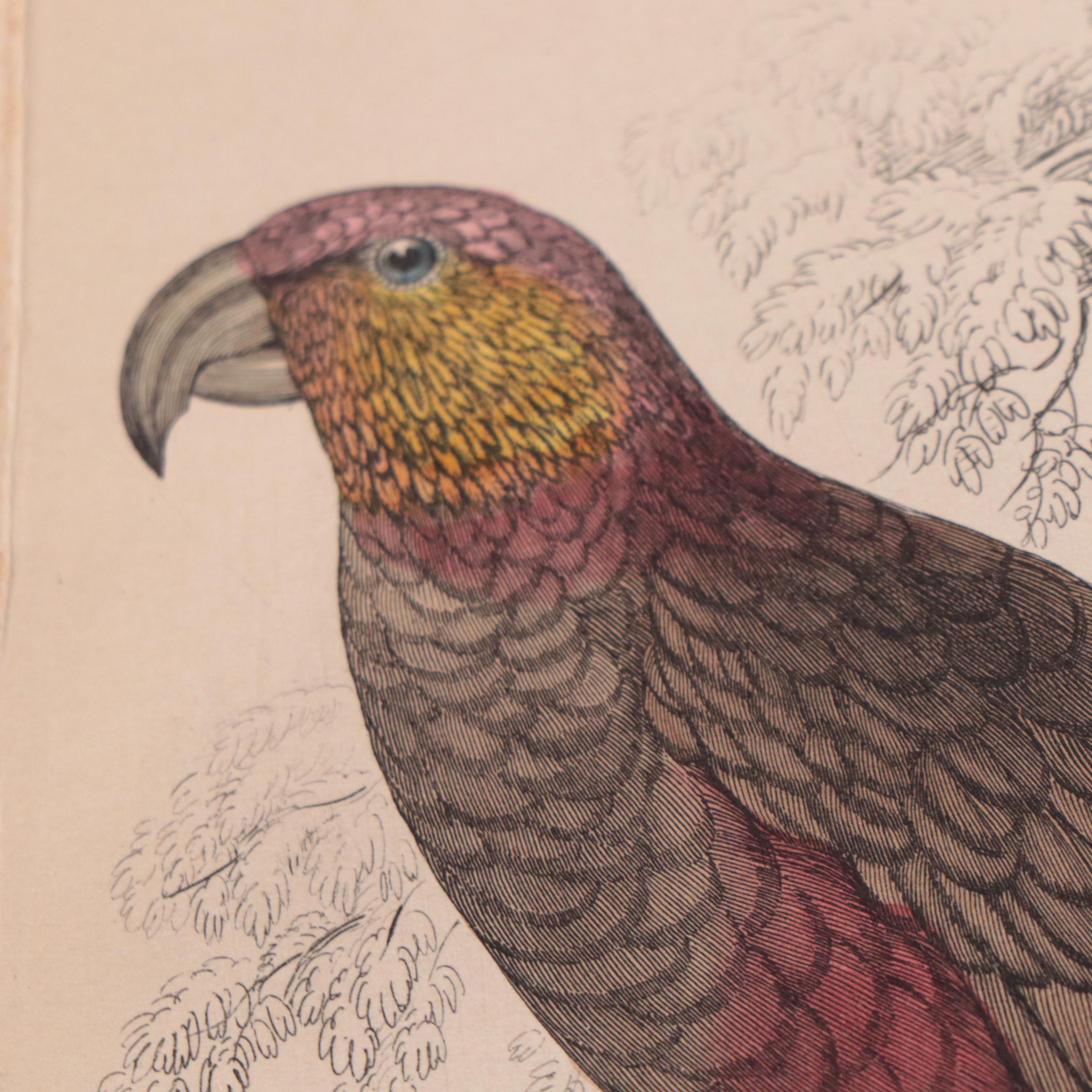 Hand-Colored Engravings and Lithographs of Animals, 19th Century