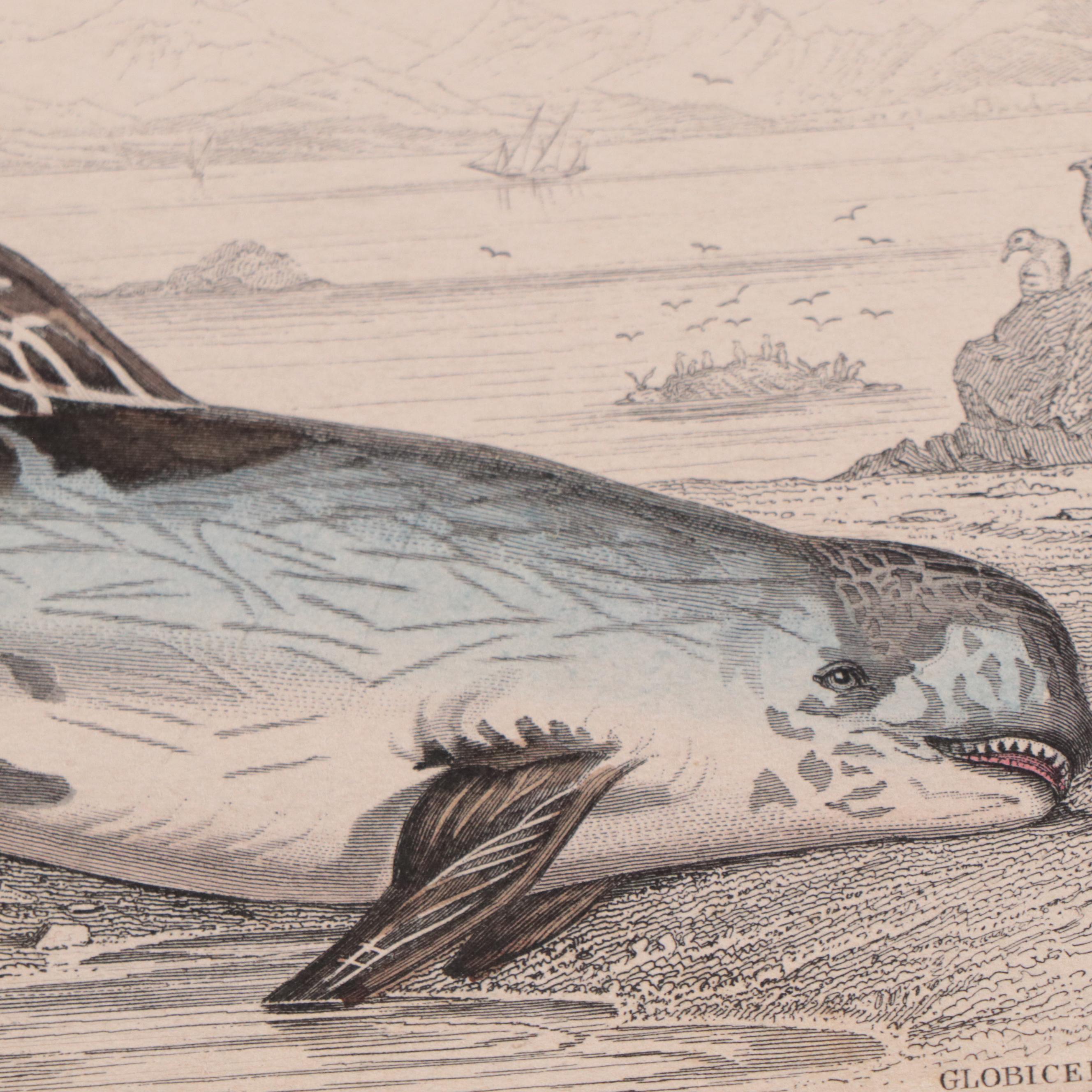 Hand-Colored Engravings and Lithographs of Animals, 19th Century