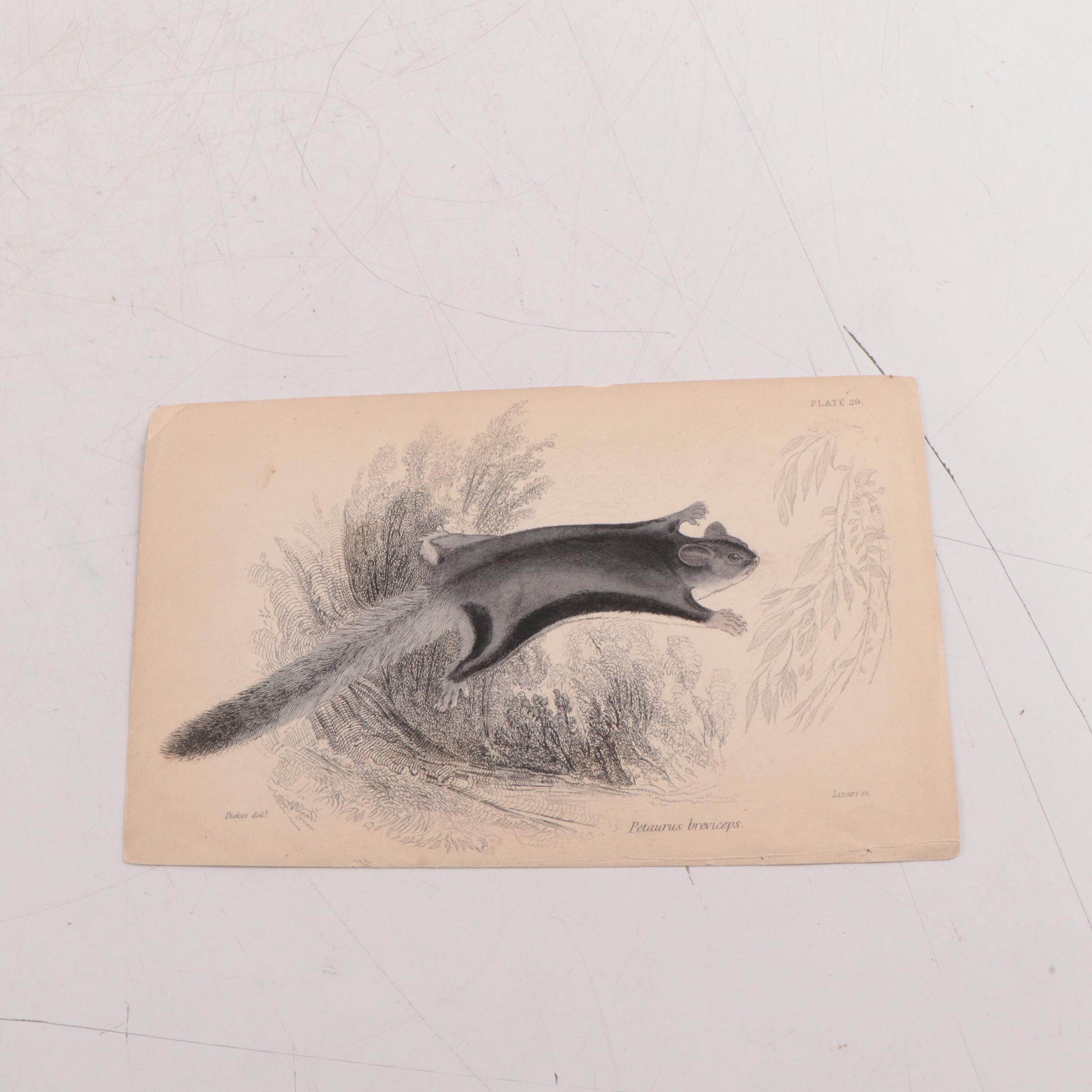 Hand-Colored Engravings and Lithographs of Animals, 19th Century