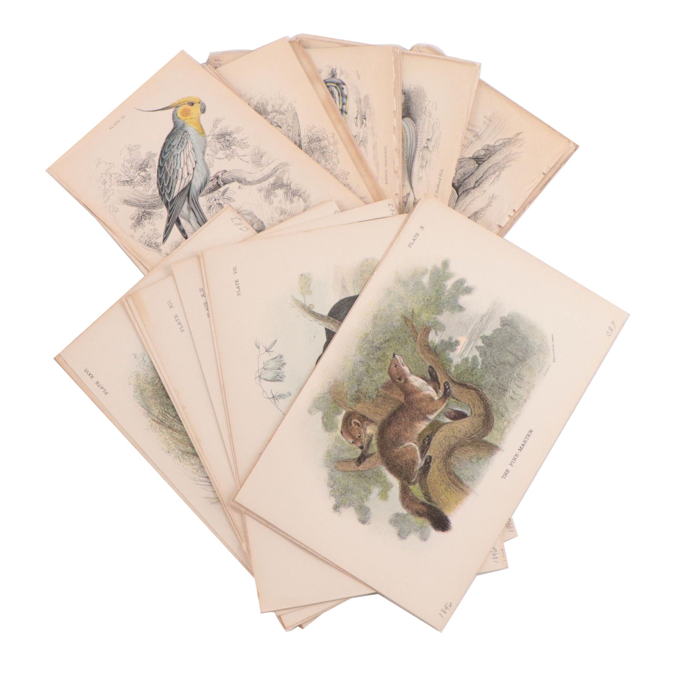 Hand-Colored Engravings and Lithographs of Animals, 19th Century