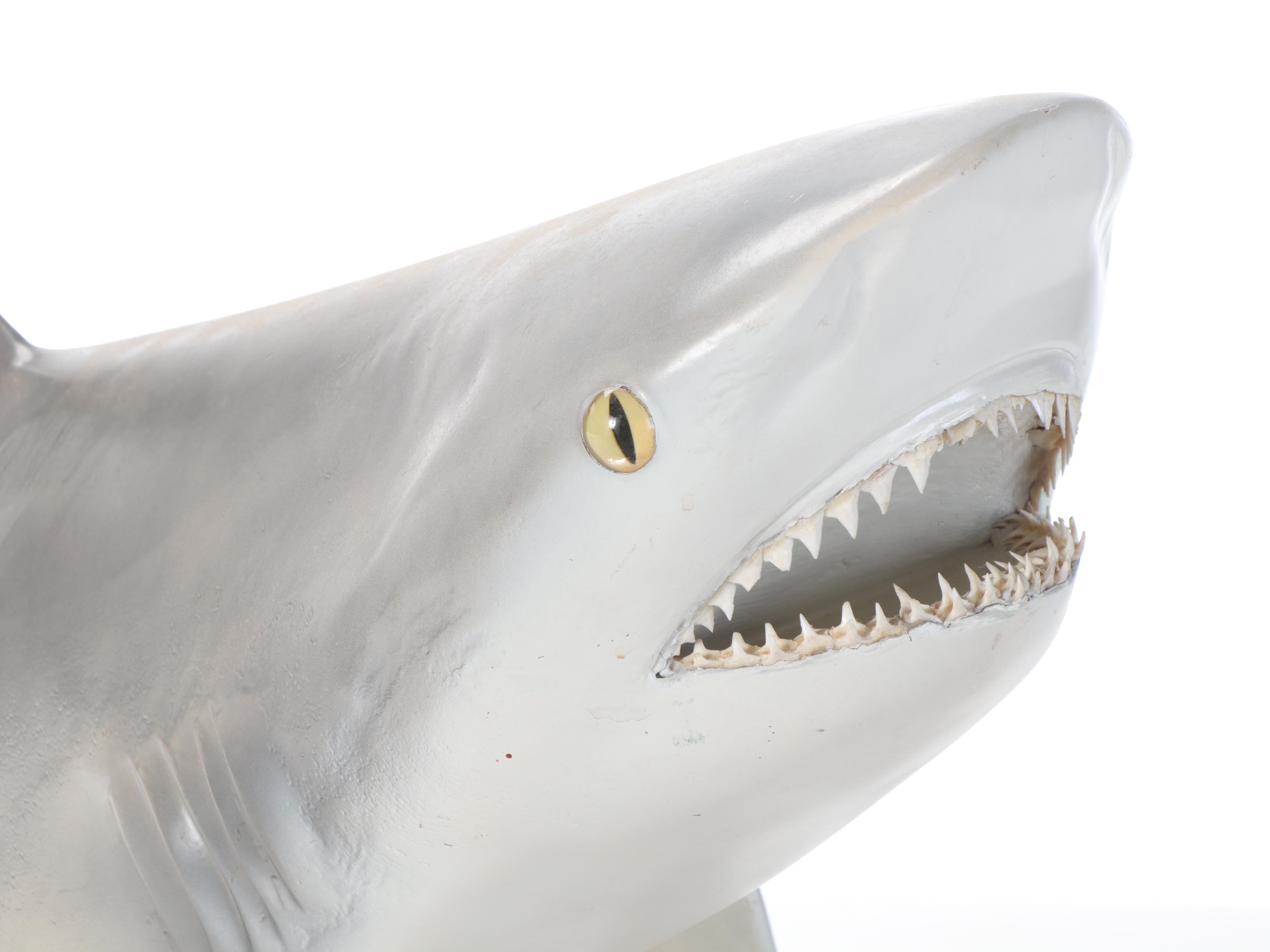 Taxidermy Replica Fiberglass Bull Shark