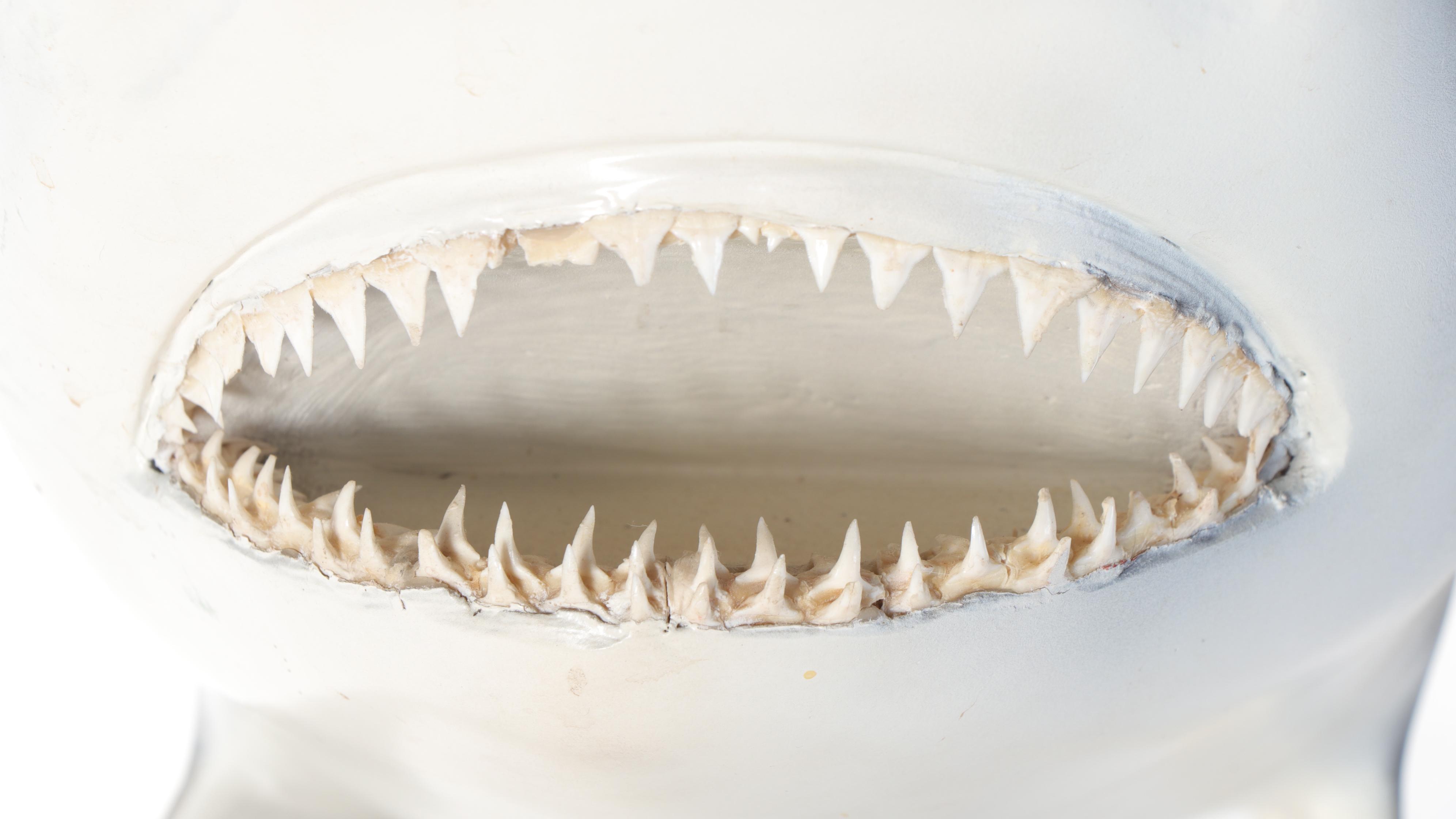 Taxidermy Replica Fiberglass Bull Shark