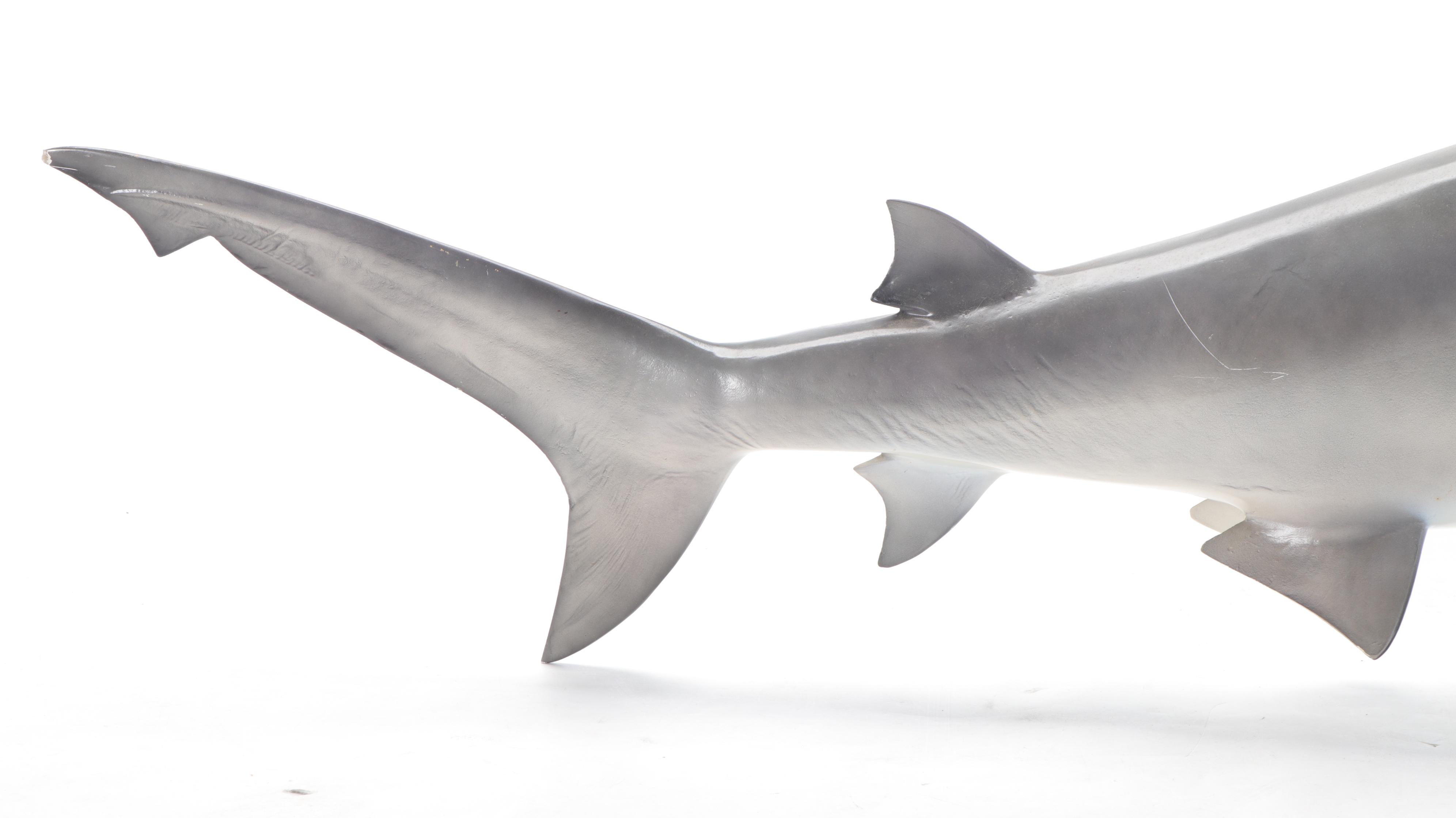Taxidermy Replica Fiberglass Bull Shark