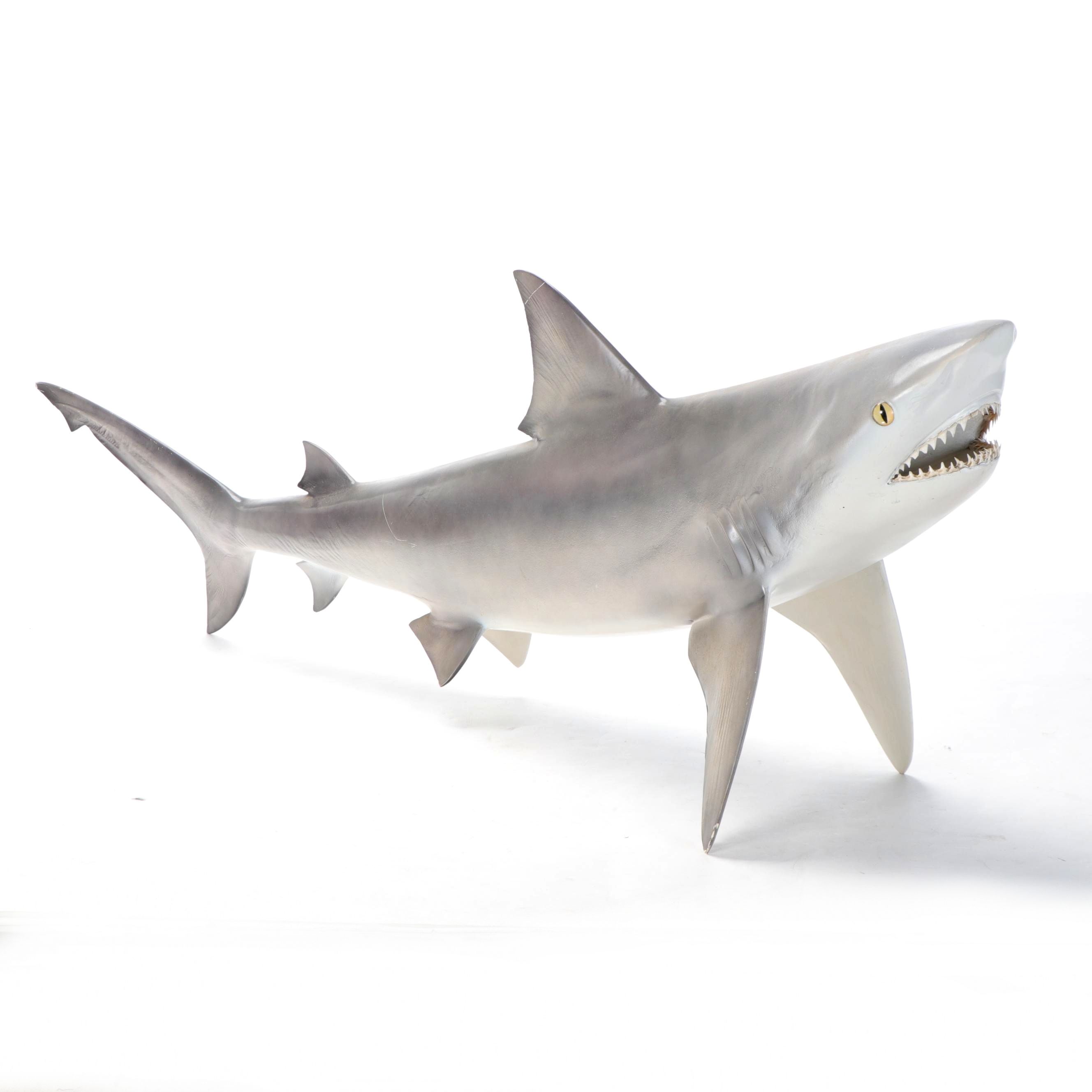 Taxidermy Replica Fiberglass Bull Shark