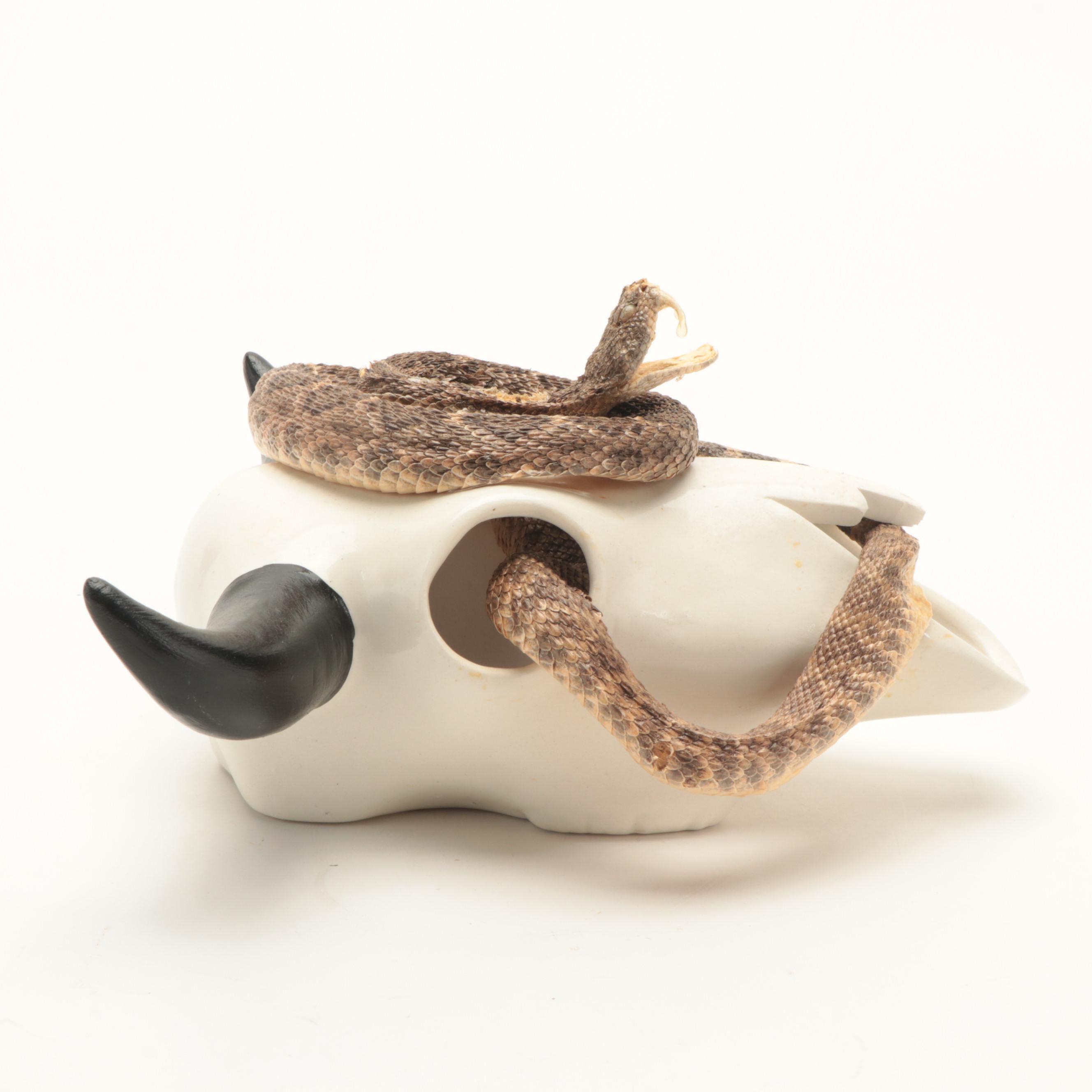 Western Diamondback Rattlesnake Full Body Mount in Ceramic Cow Skull