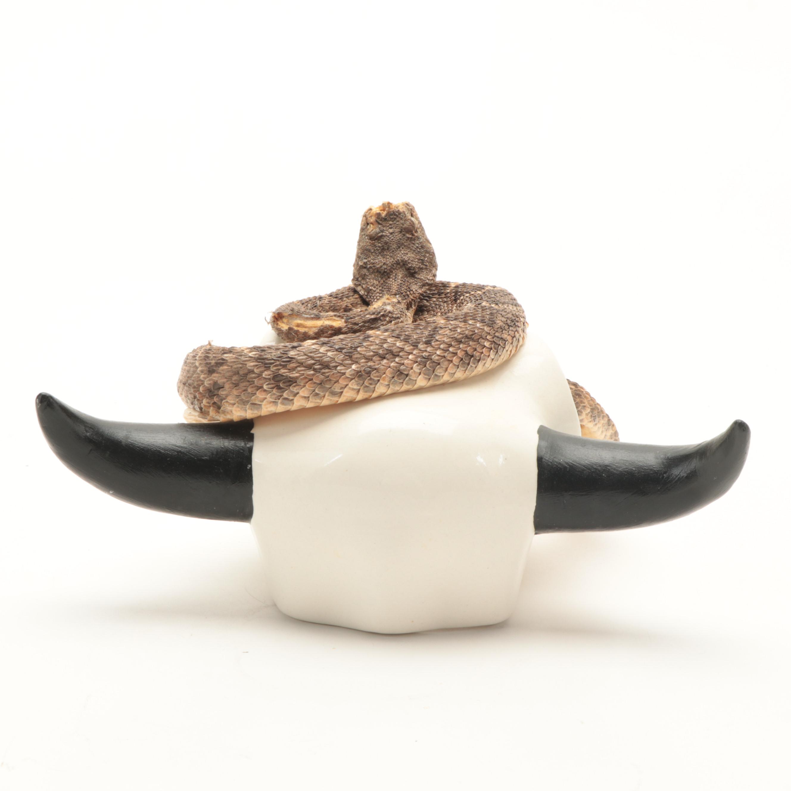 Western Diamondback Rattlesnake Full Body Mount in Ceramic Cow Skull