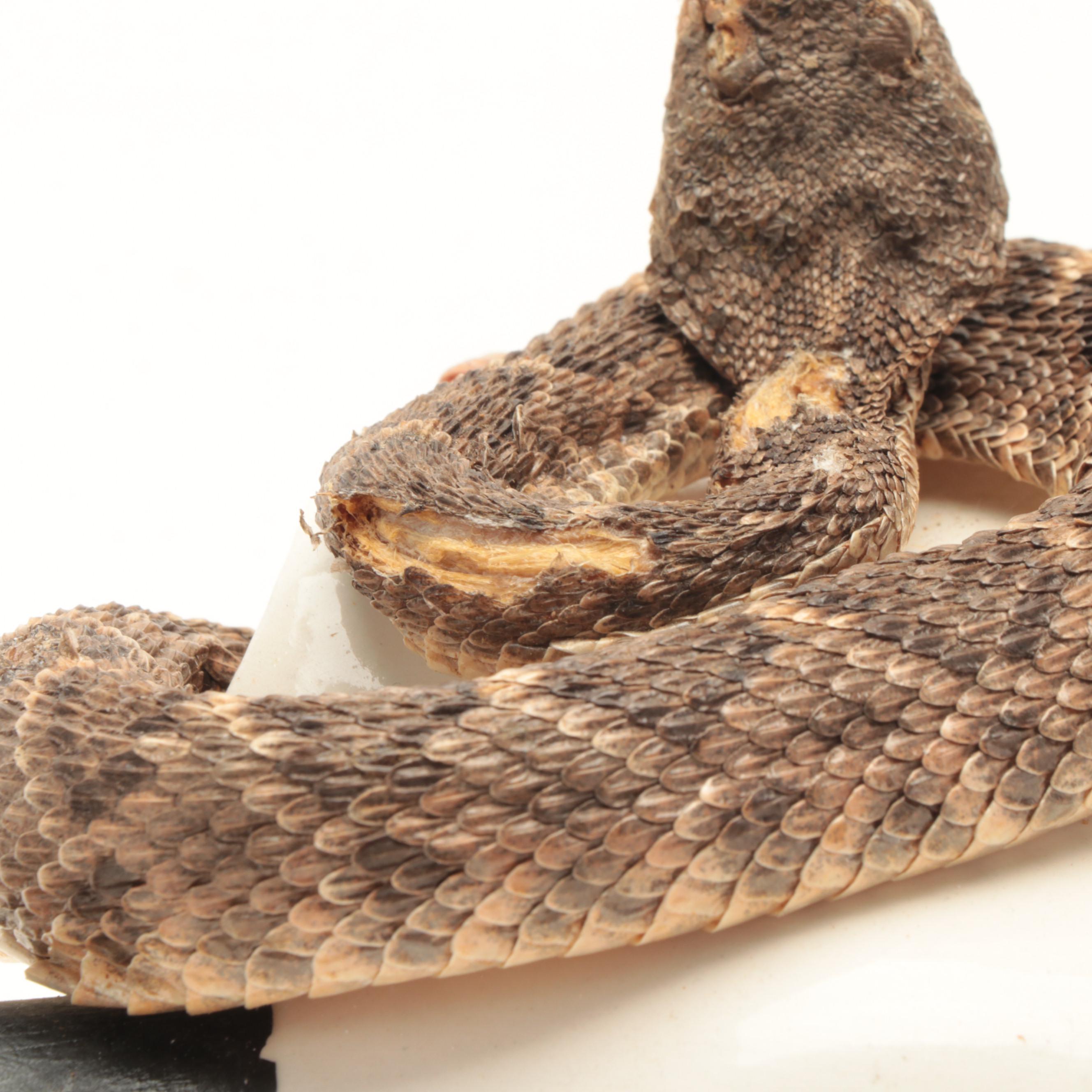 Western Diamondback Rattlesnake Full Body Mount in Ceramic Cow Skull