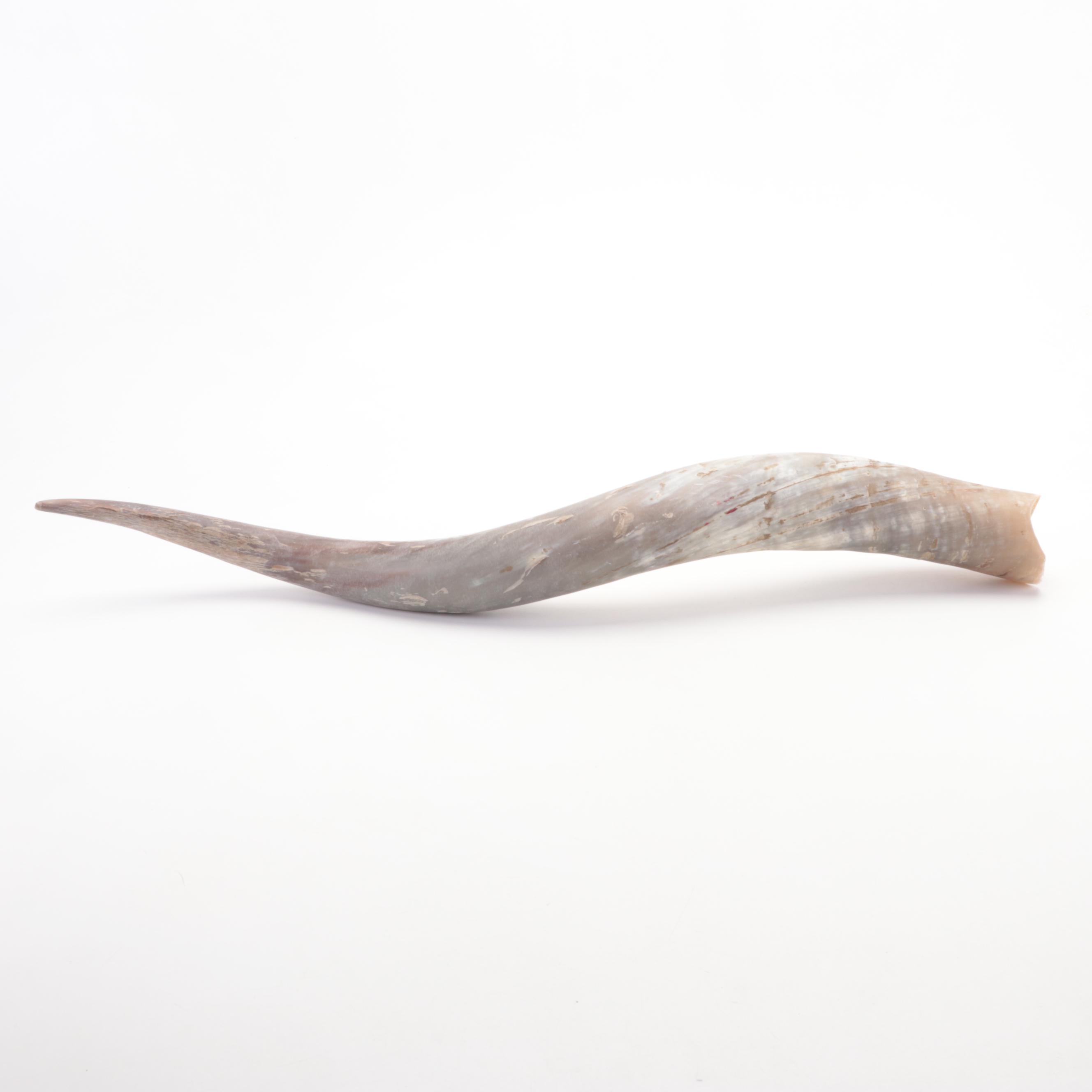 Pair of Longhorn Horns