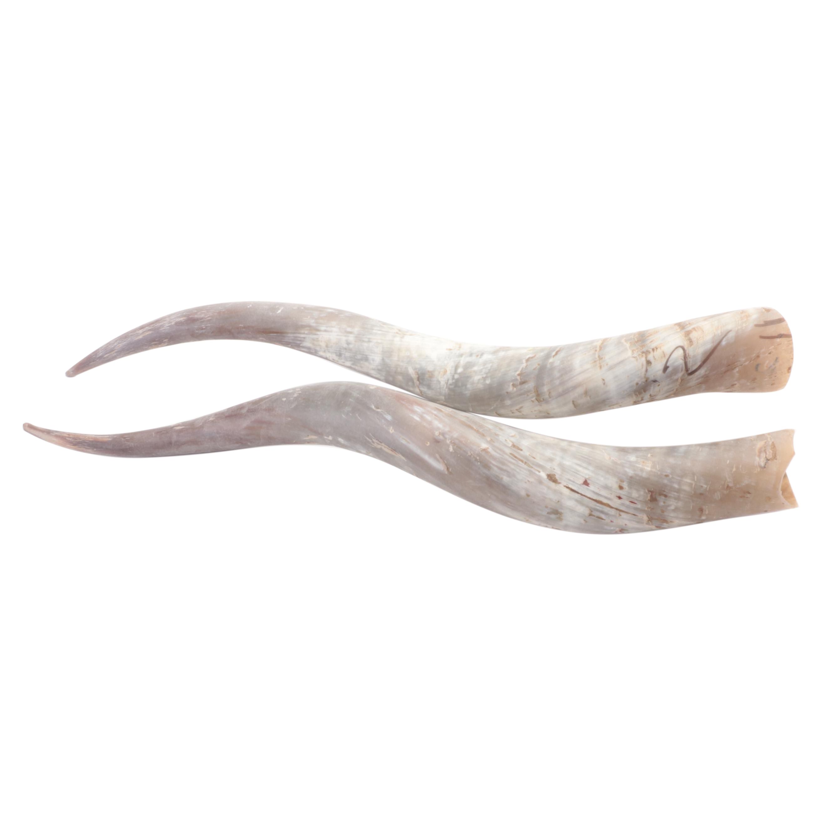 Pair of Longhorn Horns