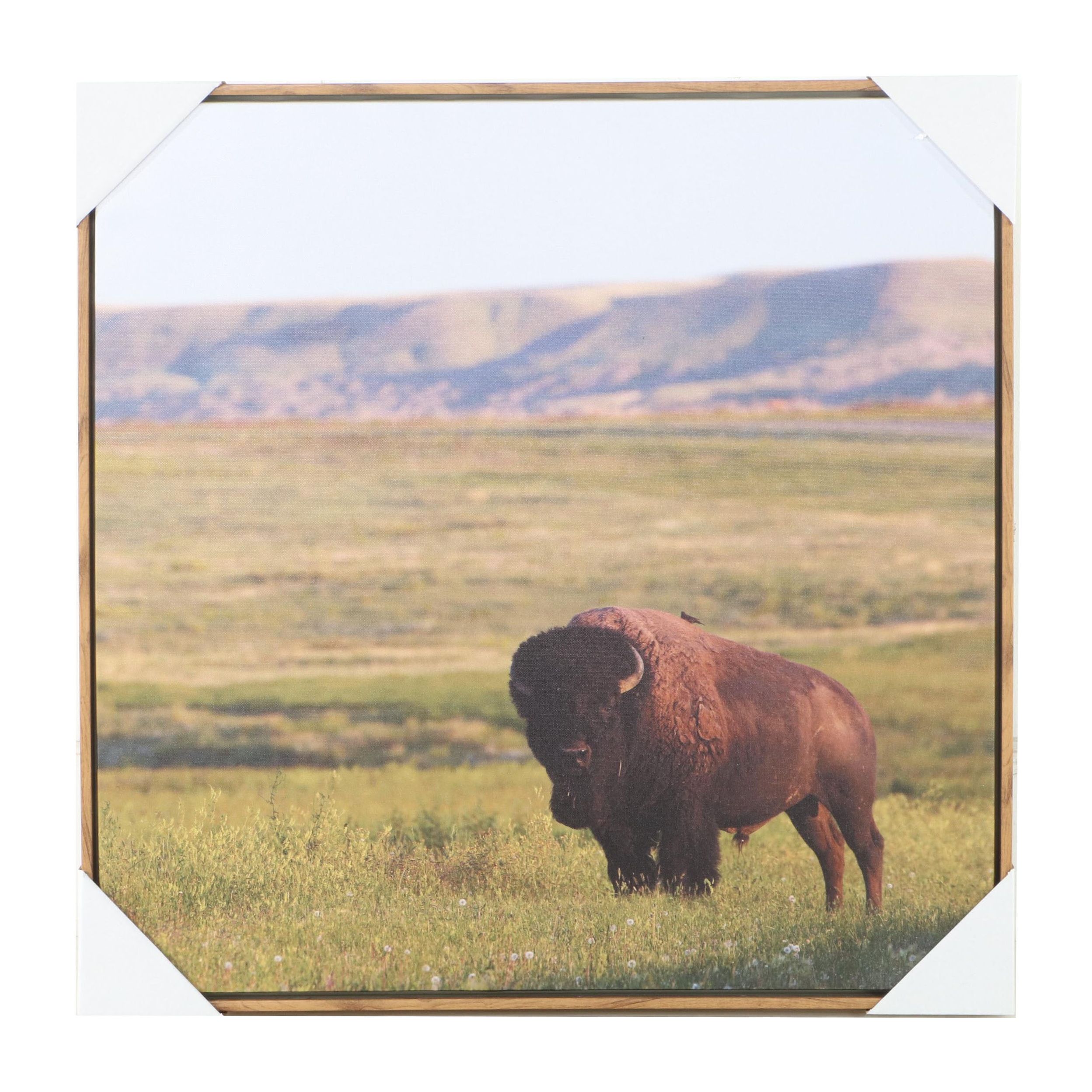 Threshold Contemporary Giclée of Buffalo