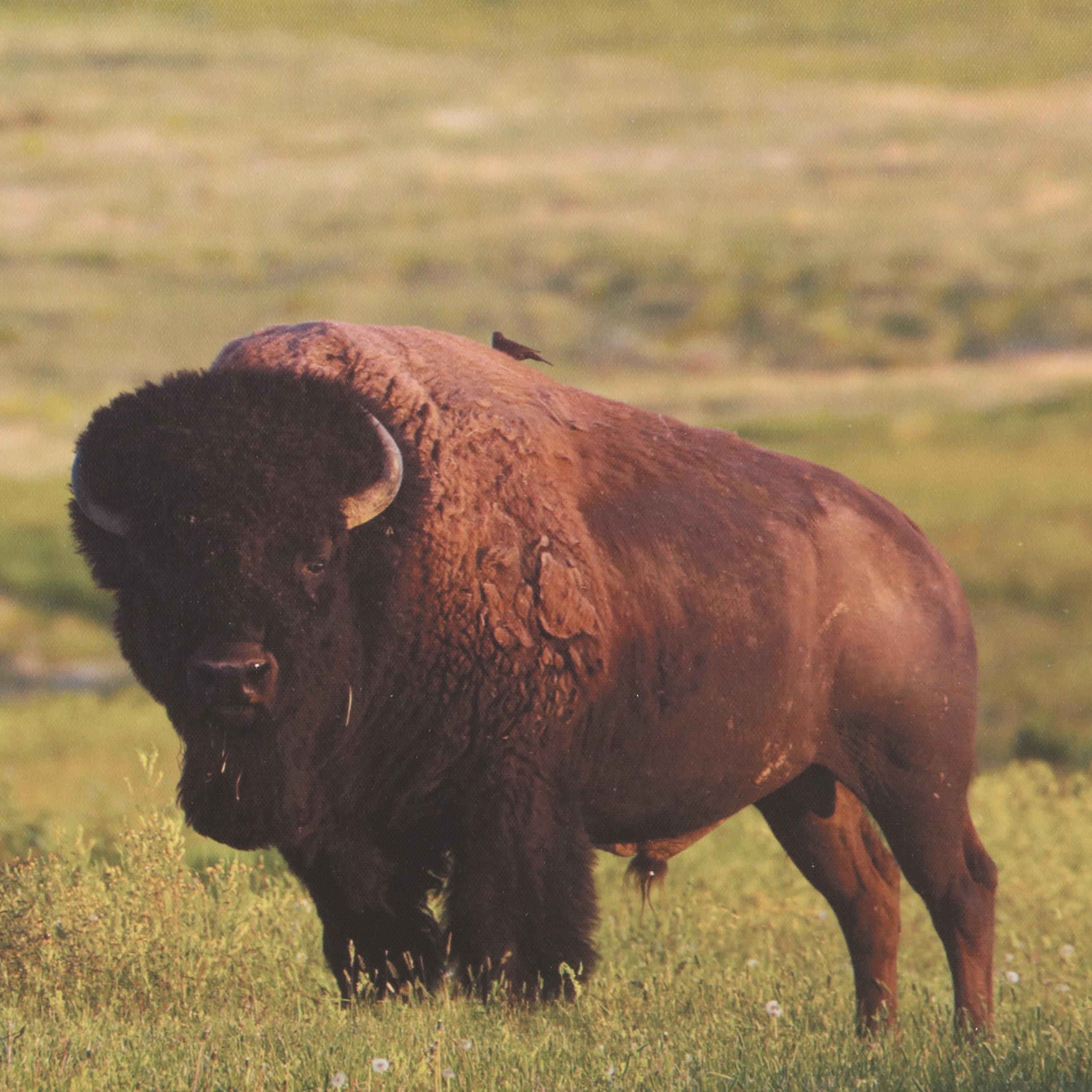 Threshold Contemporary Giclée of Buffalo