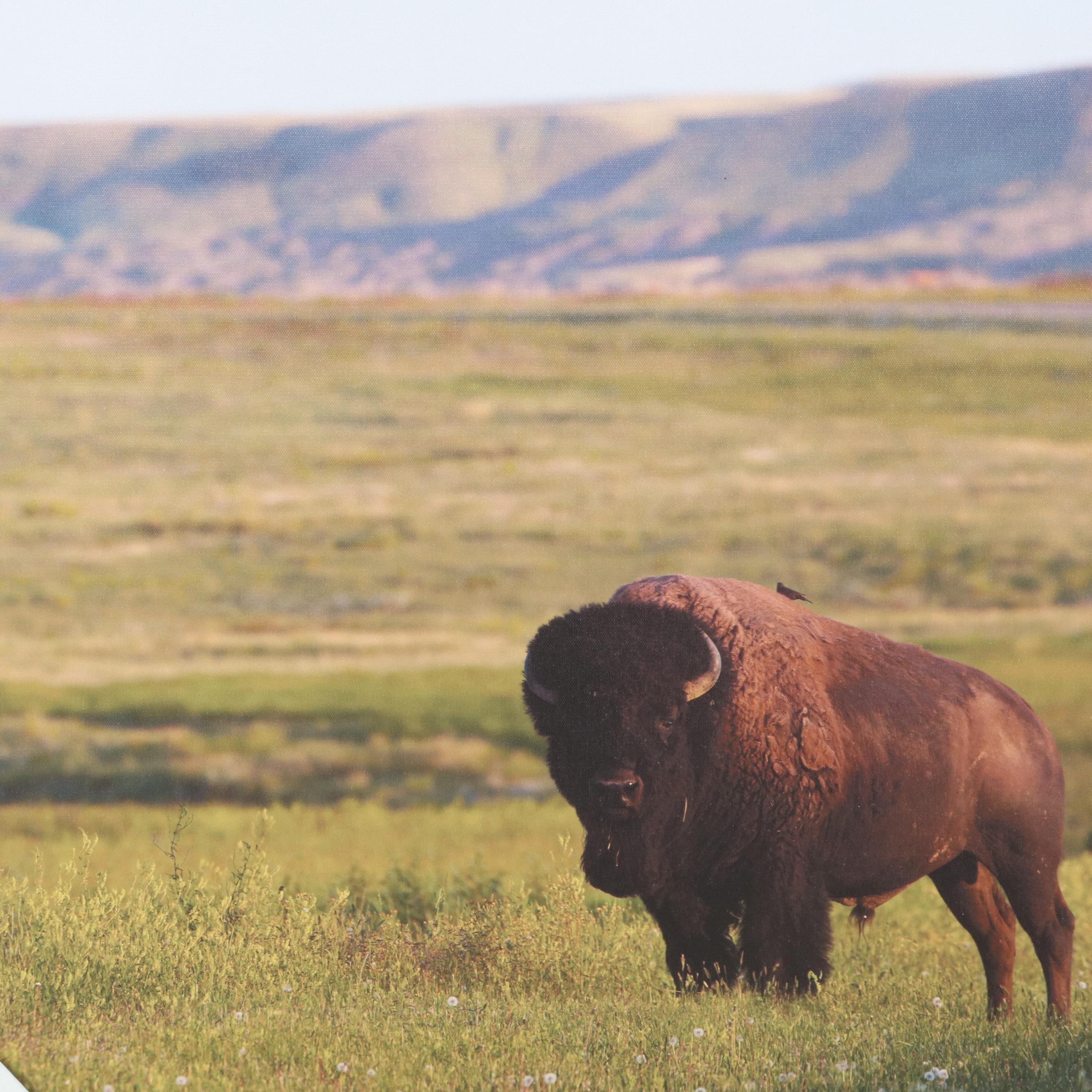 Threshold Contemporary Giclée of Buffalo