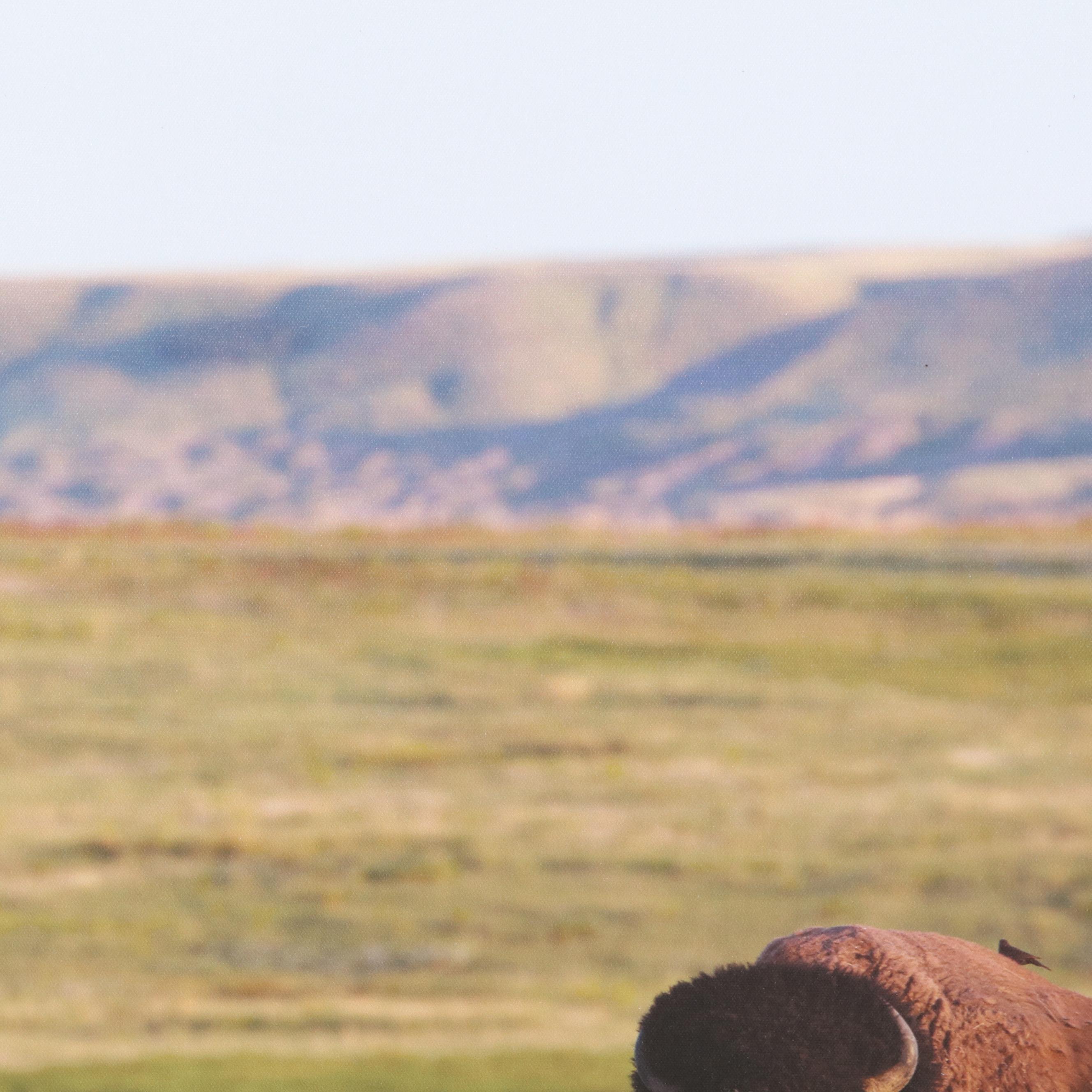 Threshold Contemporary Giclée of Buffalo