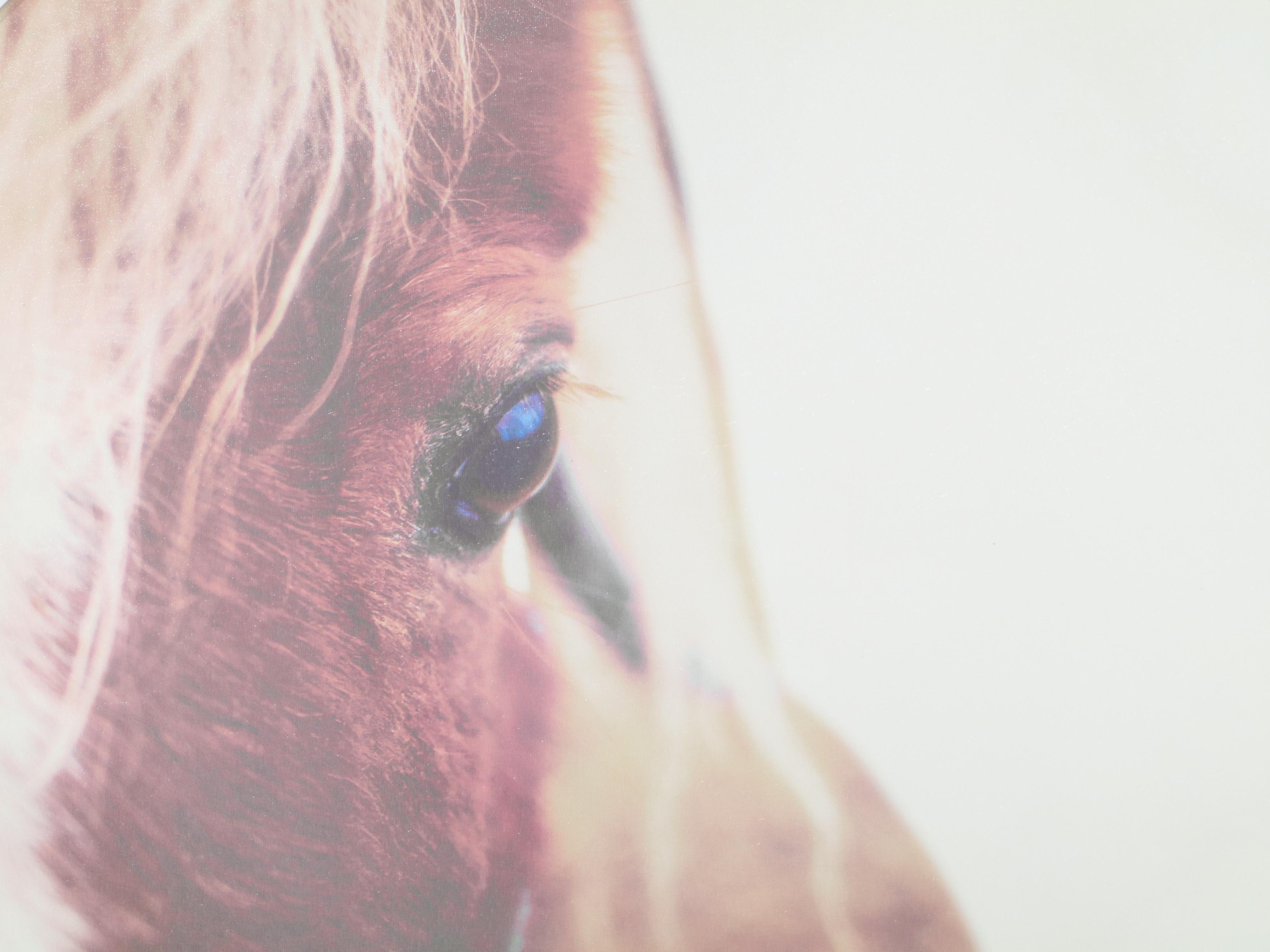 Threshold Contemporary Giclée Close-Up of Horse