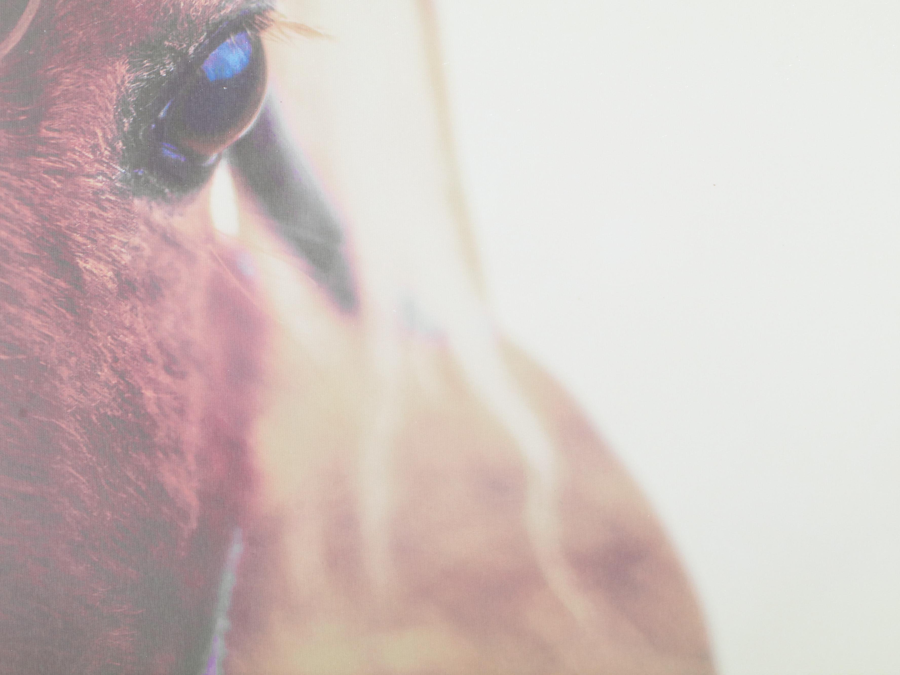 Threshold Contemporary Giclée Close-Up of Horse