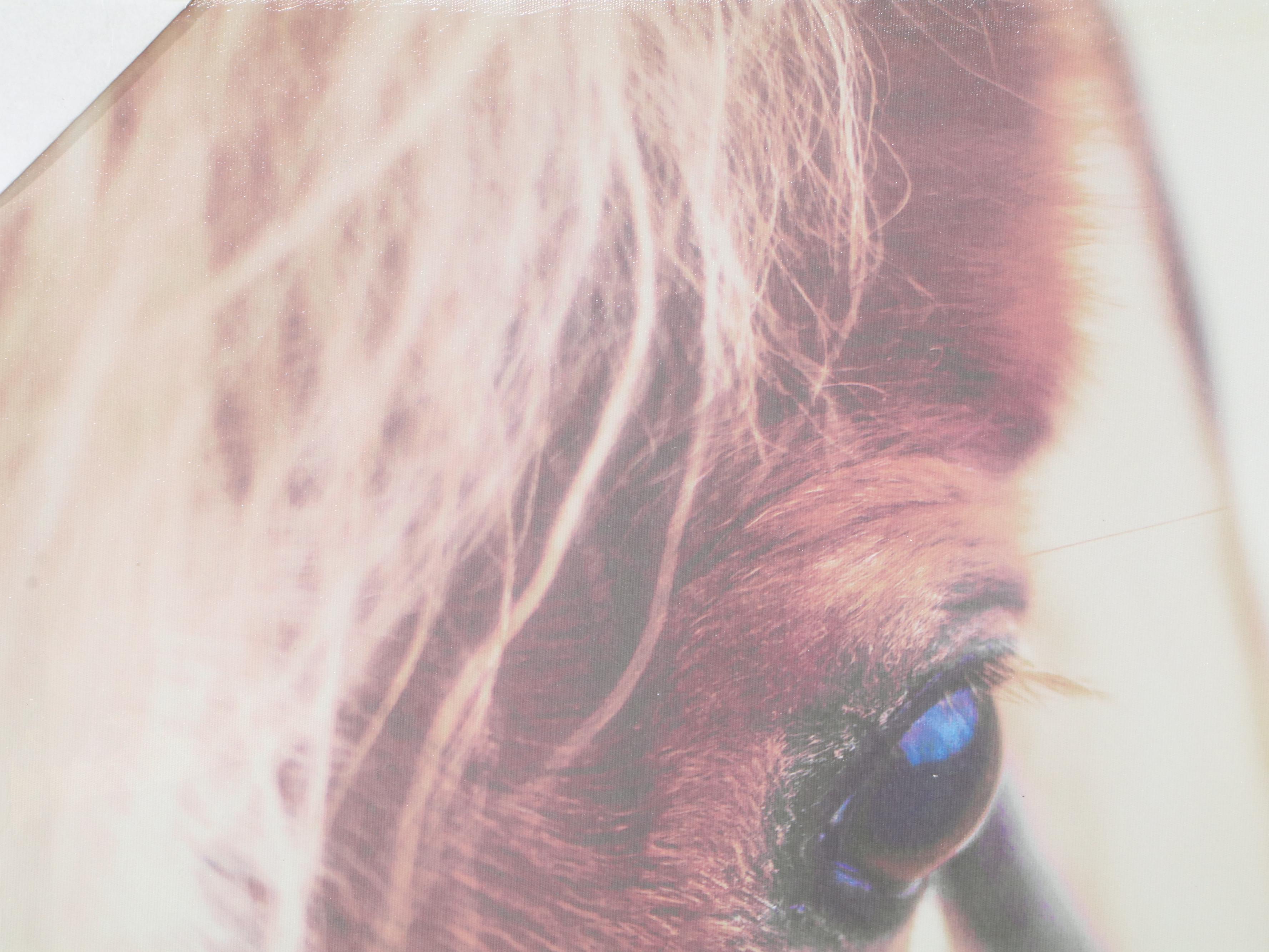 Threshold Contemporary Giclée Close-Up of Horse