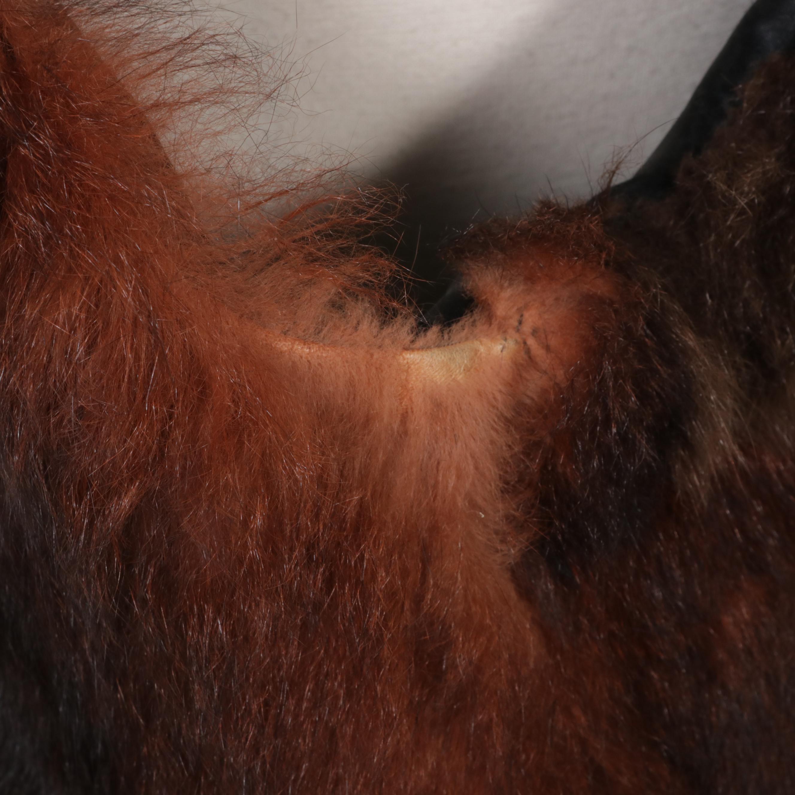 Australian Possum Fur Zipper-Front Vest with Leather Trim