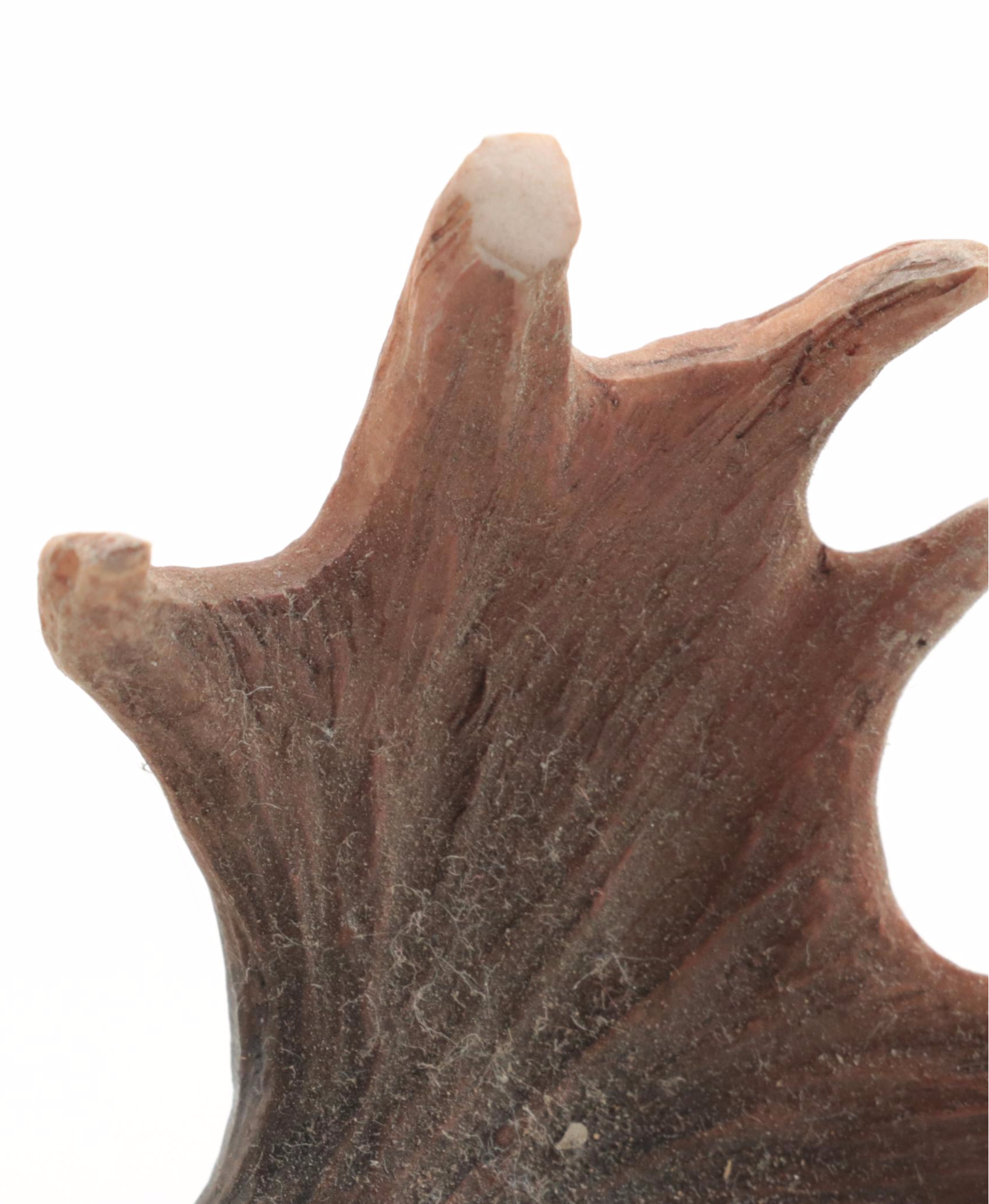 Wild Wings, Rainbow, Other American West Wildlife Wall Hangings, Hooks and More