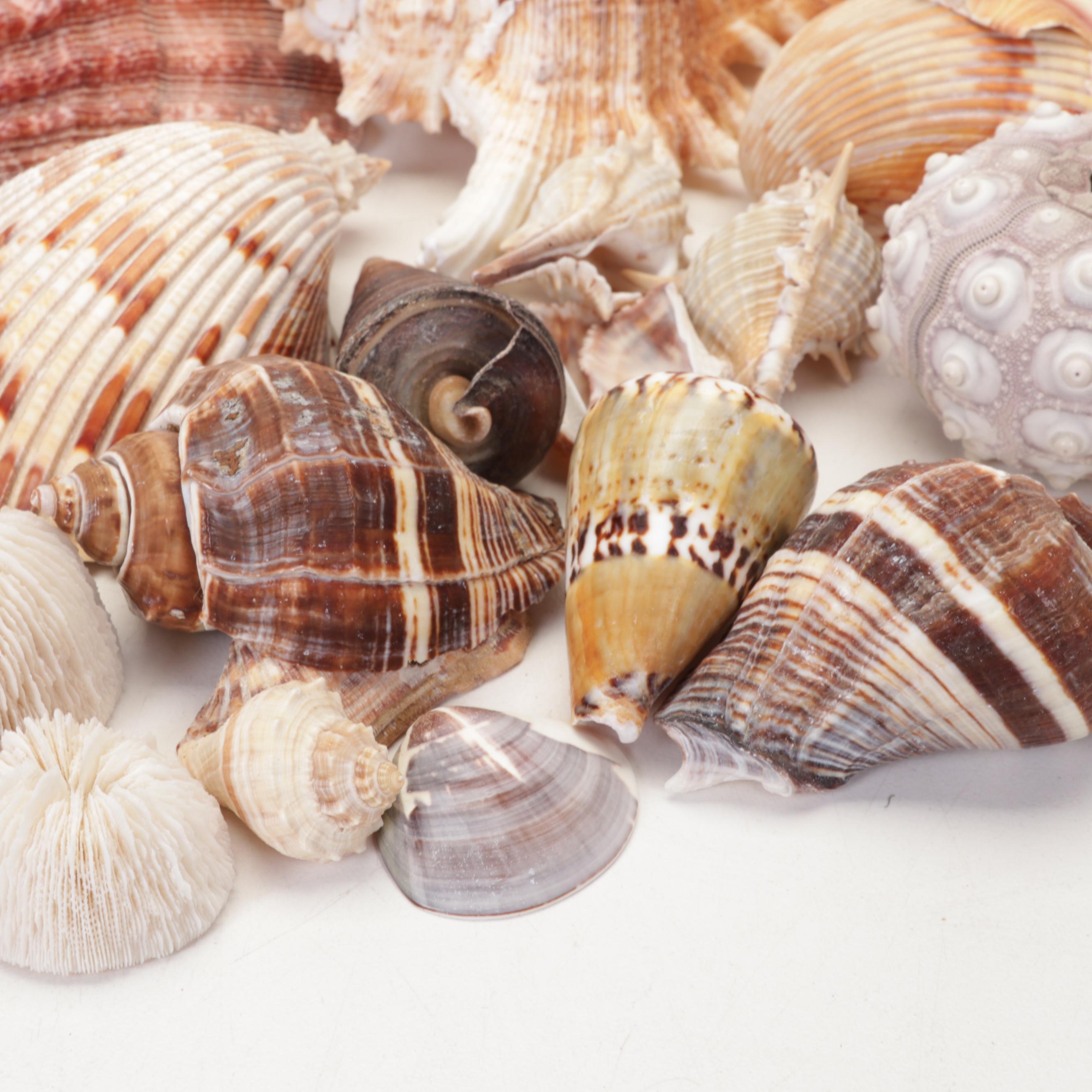 Starfish, Coral, Tiger Cowrie, Barnacles and Other Marine Specimens