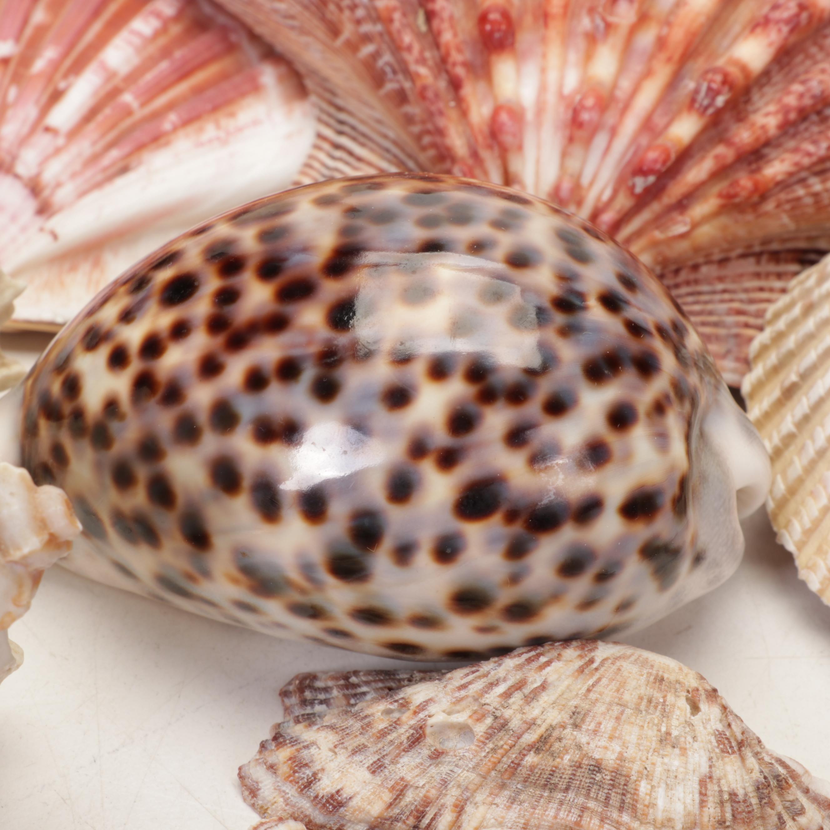 Starfish, Coral, Tiger Cowrie, Barnacles and Other Marine Specimens