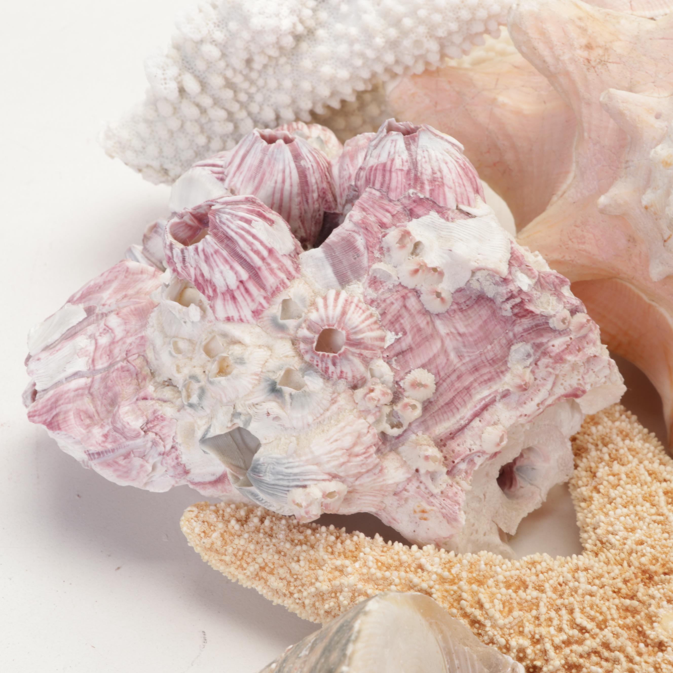 Starfish, Coral, Tiger Cowrie, Barnacles and Other Marine Specimens