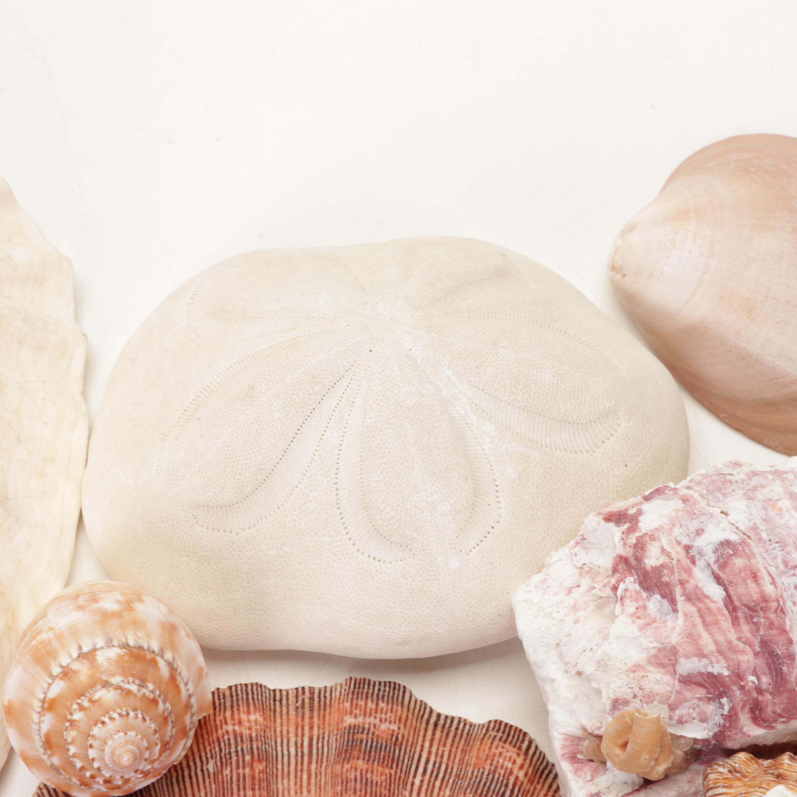 Starfish, Coral, Tiger Cowrie, Barnacles and Other Marine Specimens