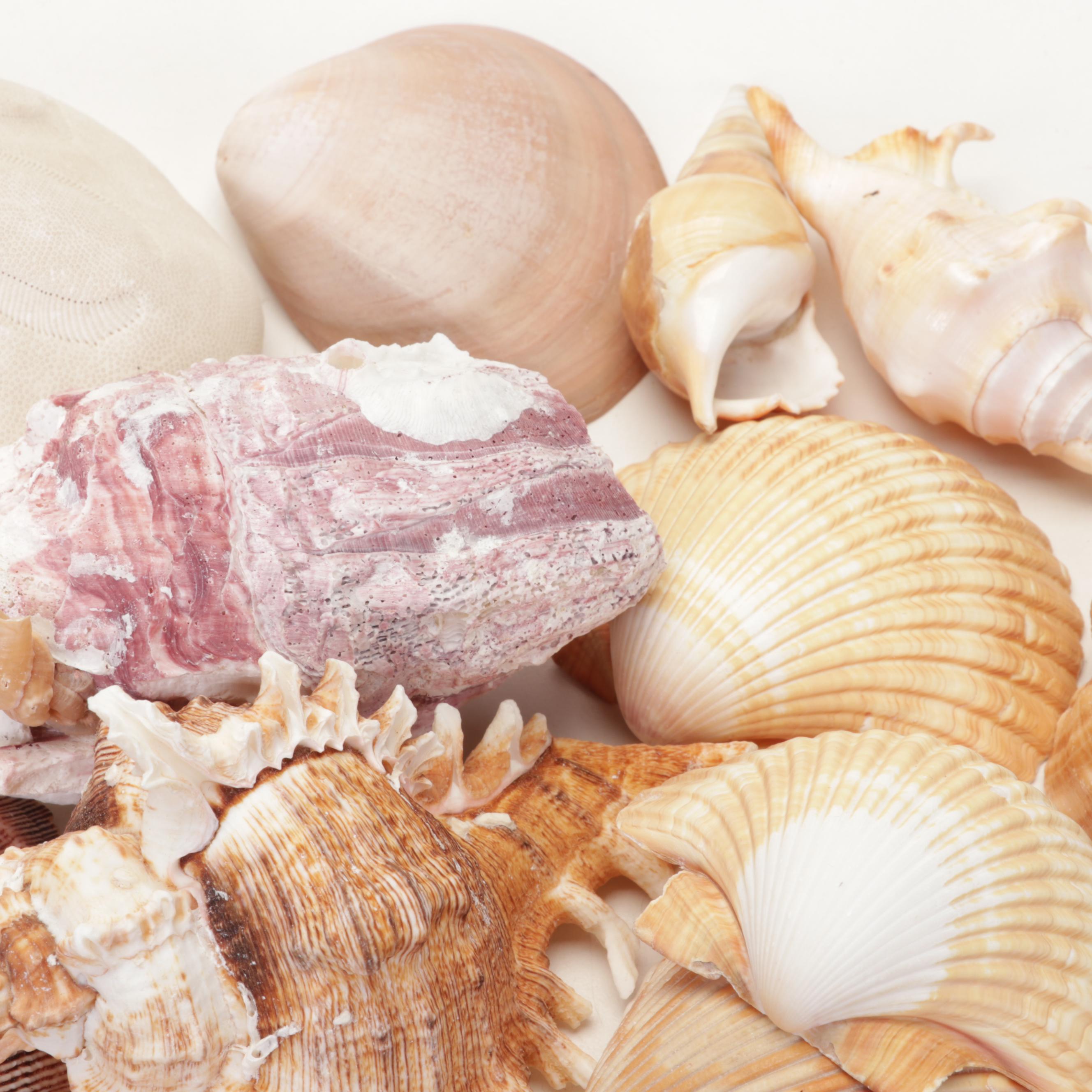 Starfish, Coral, Tiger Cowrie, Barnacles and Other Marine Specimens