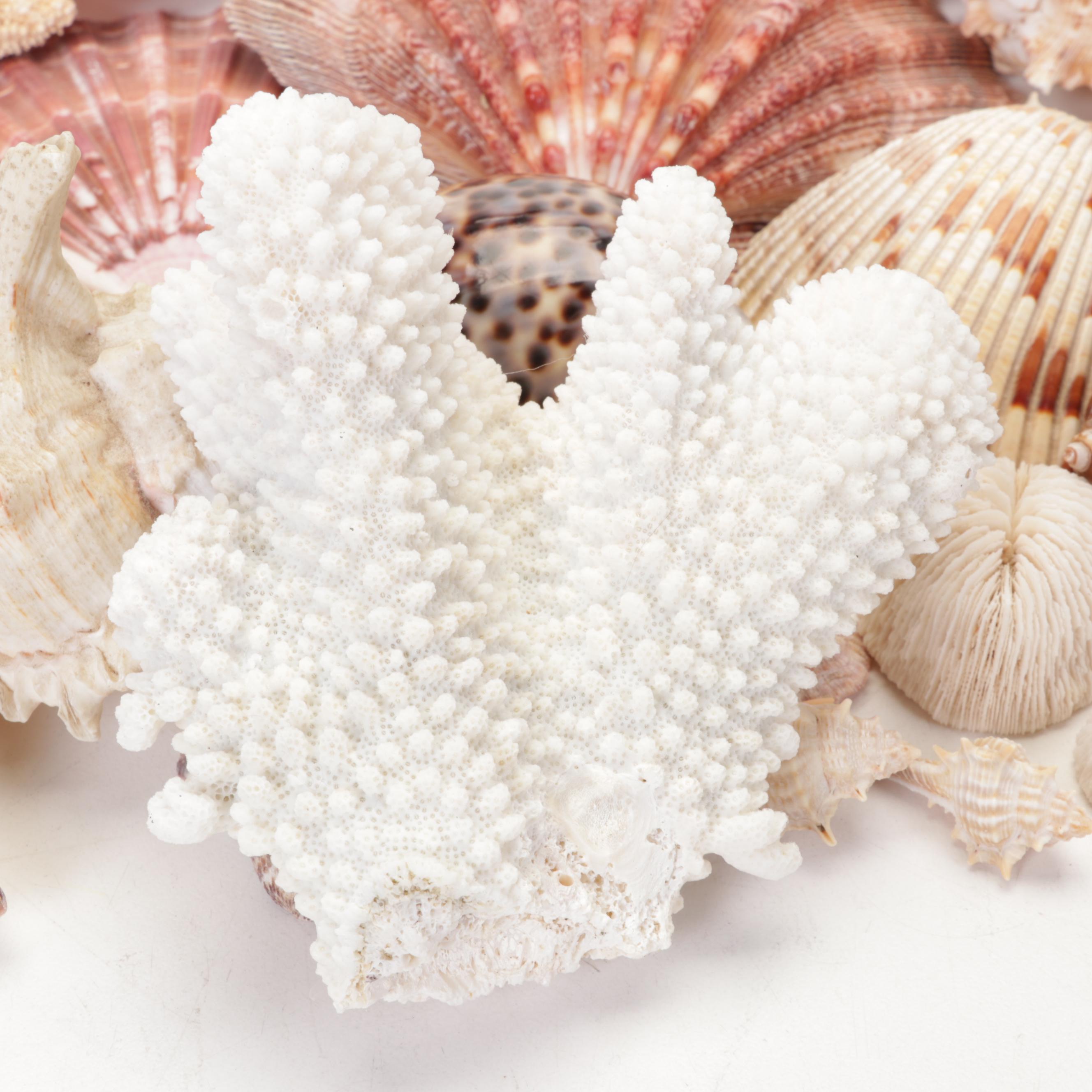 Starfish, Coral, Tiger Cowrie, Barnacles and Other Marine Specimens