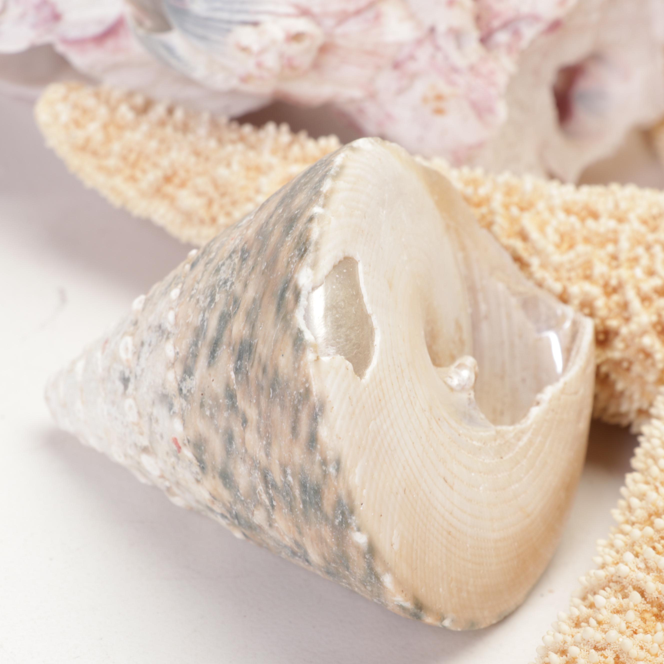 Starfish, Coral, Tiger Cowrie, Barnacles and Other Marine Specimens