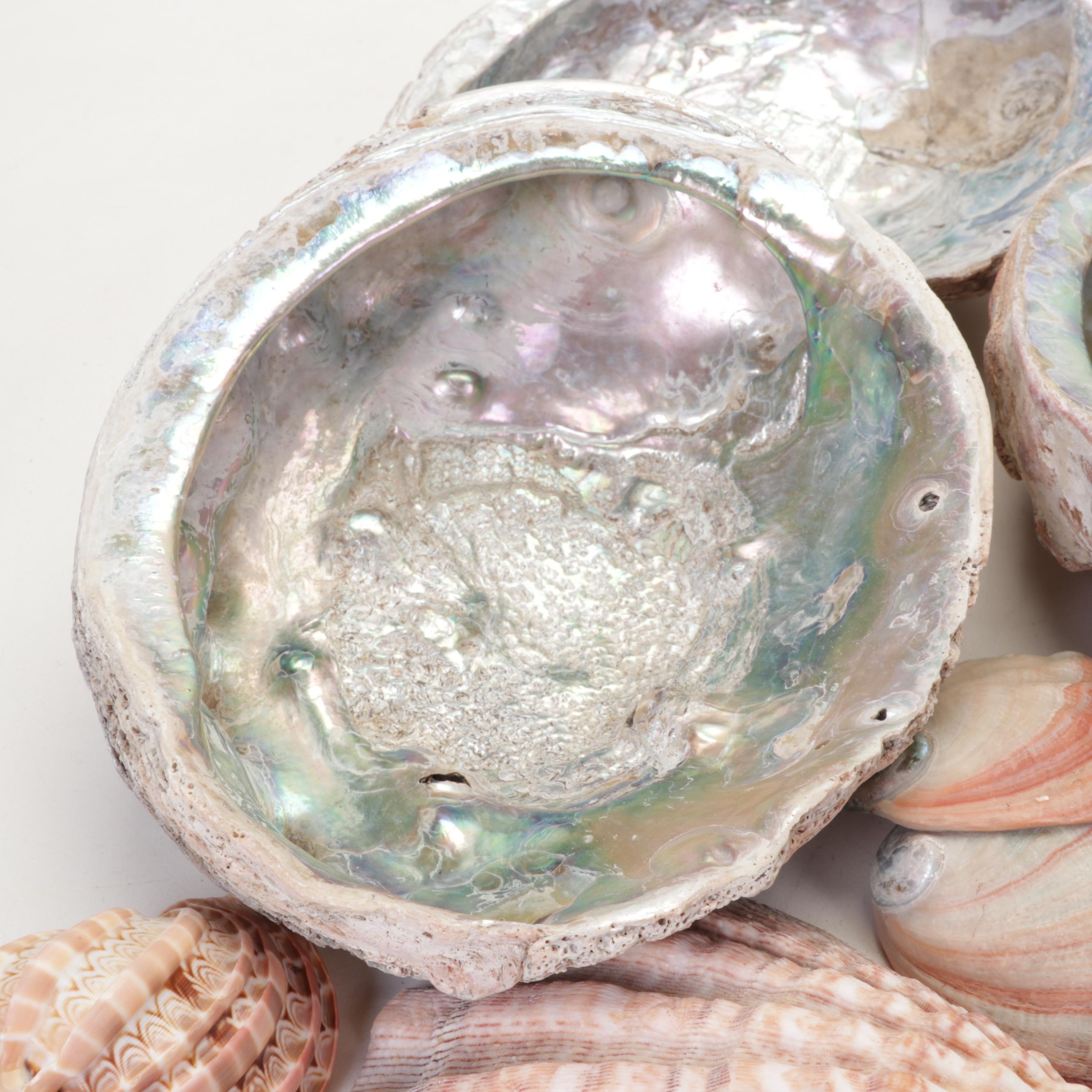 Abalone Shell, Sea Urchin, Harp Shell, Helmet Conch Marine Specimens