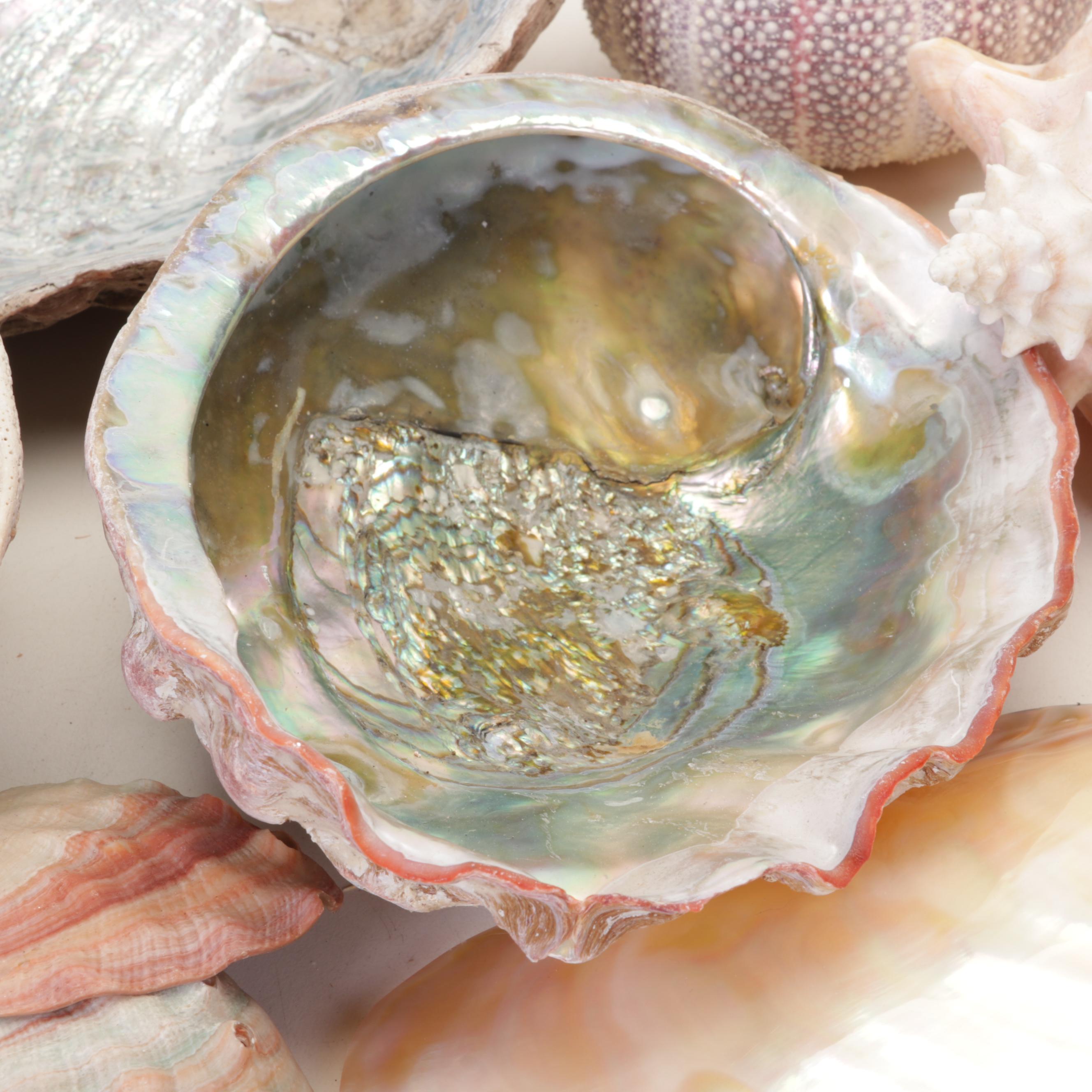 Abalone Shell, Sea Urchin, Harp Shell, Helmet Conch Marine Specimens