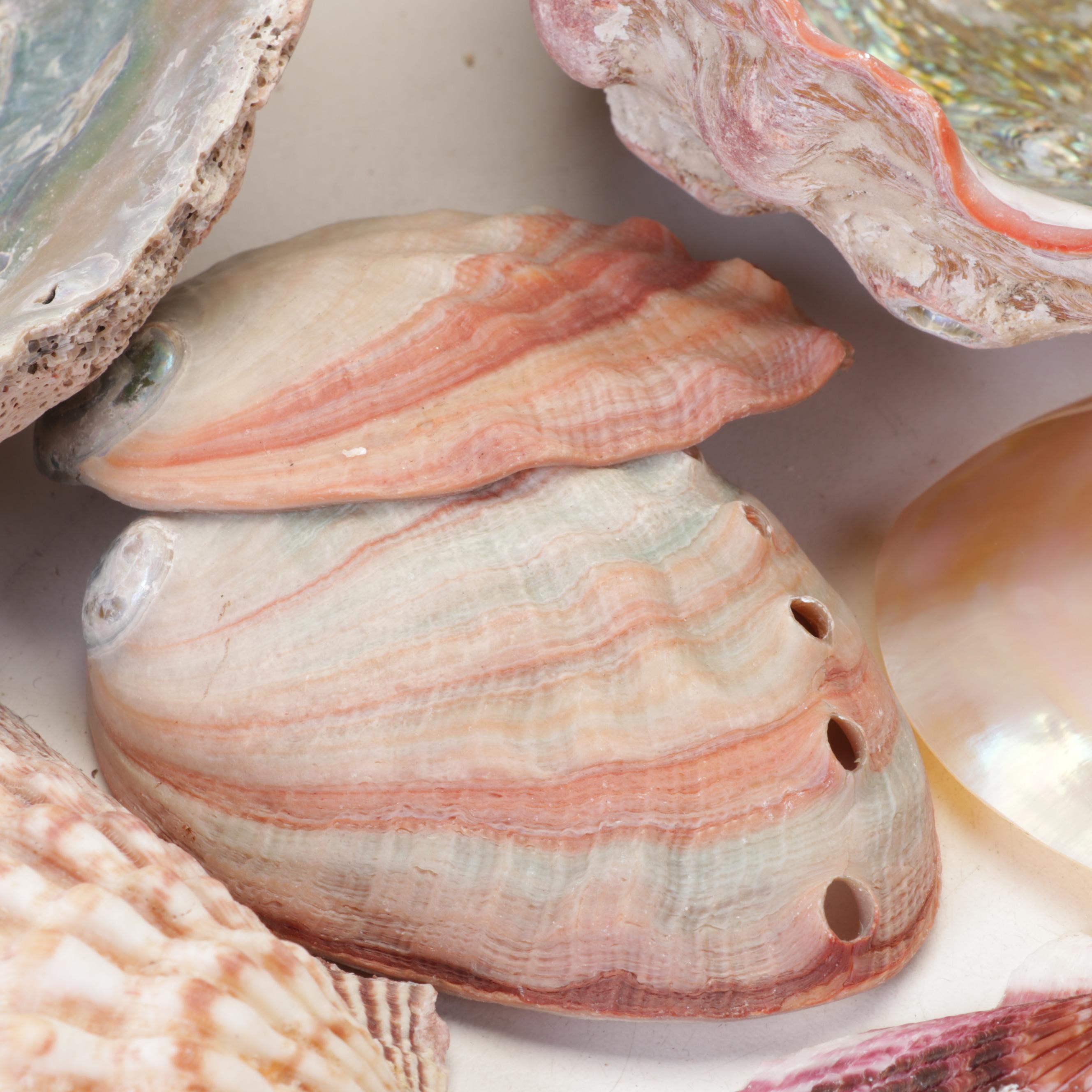 Abalone Shell, Sea Urchin, Harp Shell, Helmet Conch Marine Specimens