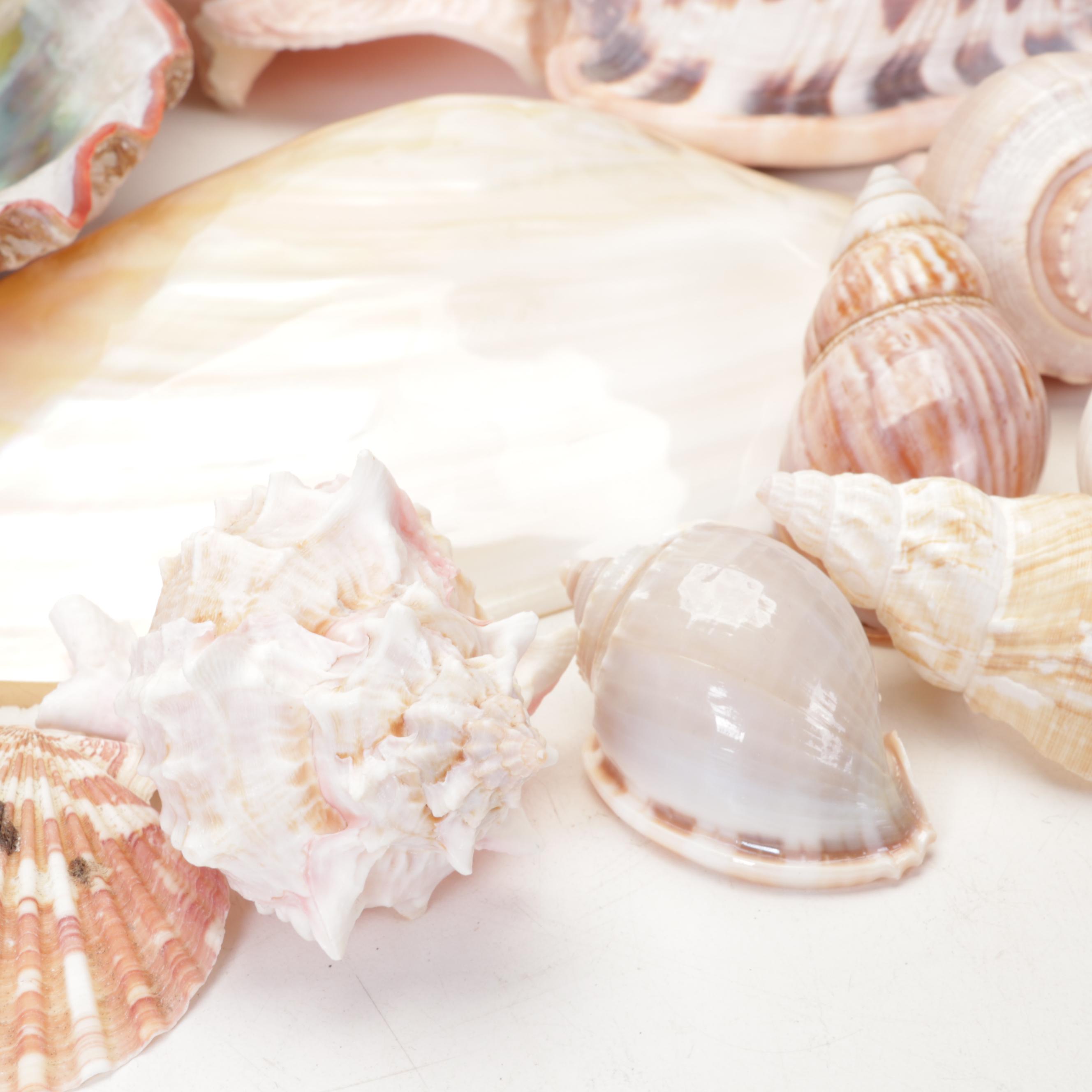 Abalone Shell, Sea Urchin, Harp Shell, Helmet Conch Marine Specimens