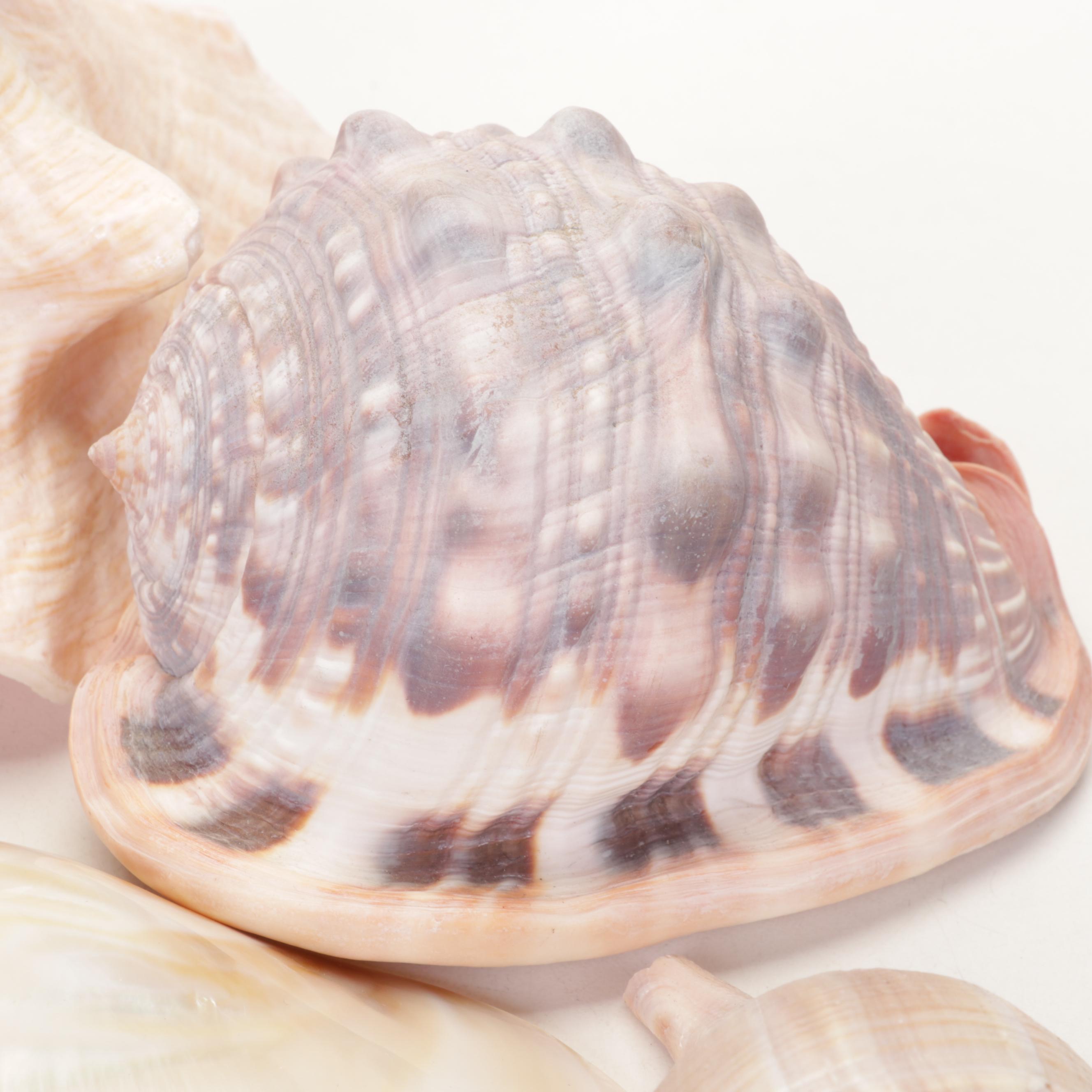 Abalone Shell, Sea Urchin, Harp Shell, Helmet Conch Marine Specimens