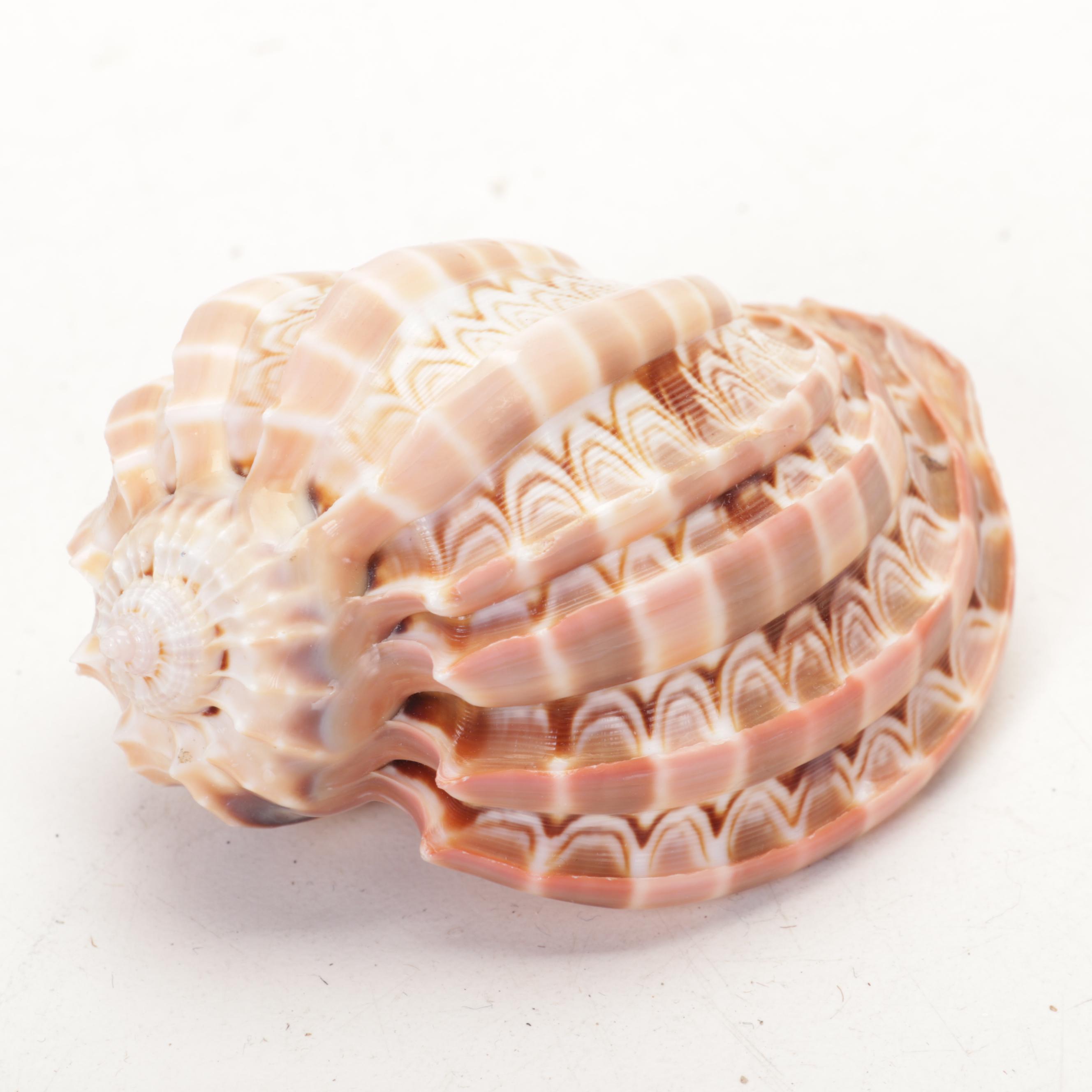 Abalone Shell, Sea Urchin, Harp Shell, Helmet Conch Marine Specimens