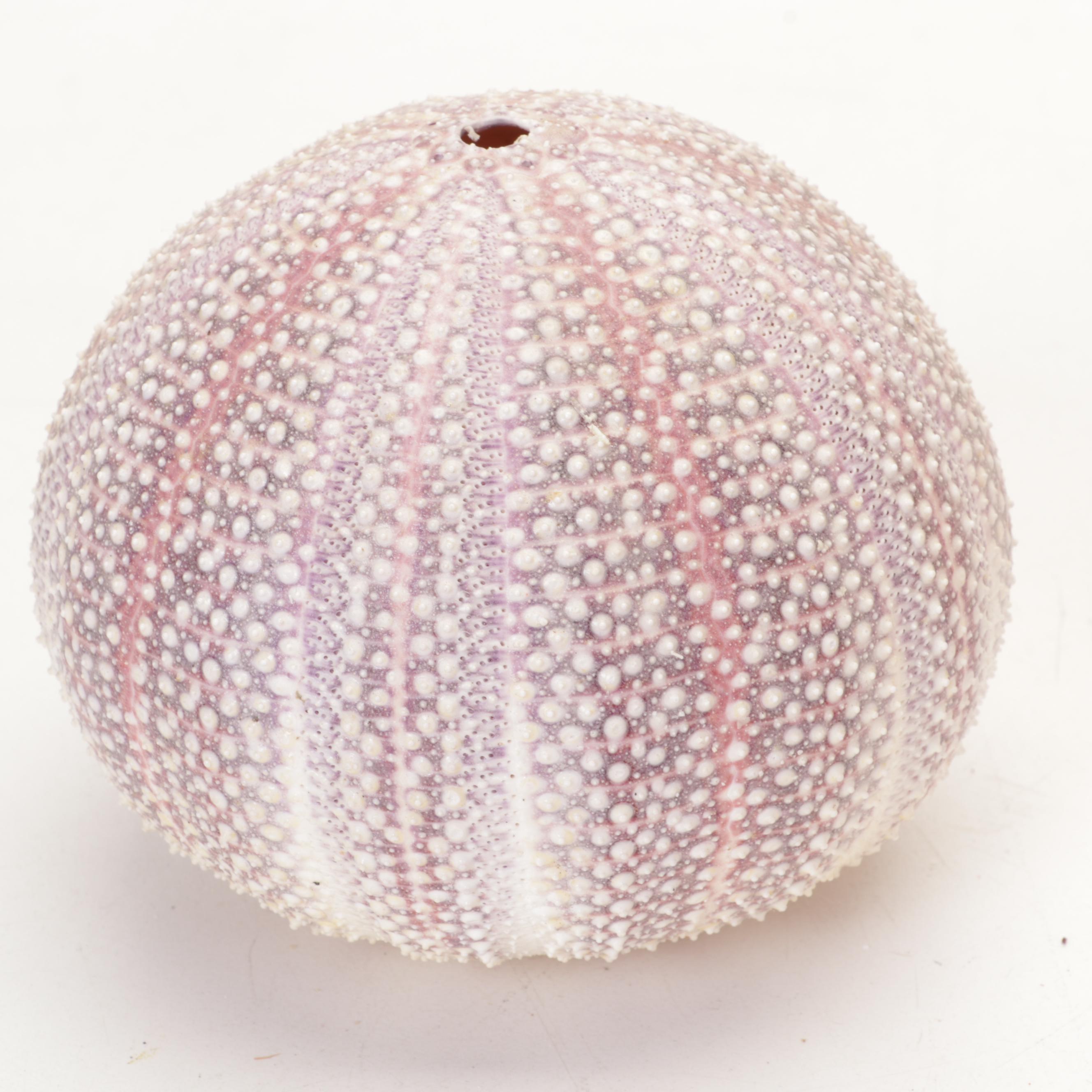 Abalone Shell, Sea Urchin, Harp Shell, Helmet Conch Marine Specimens