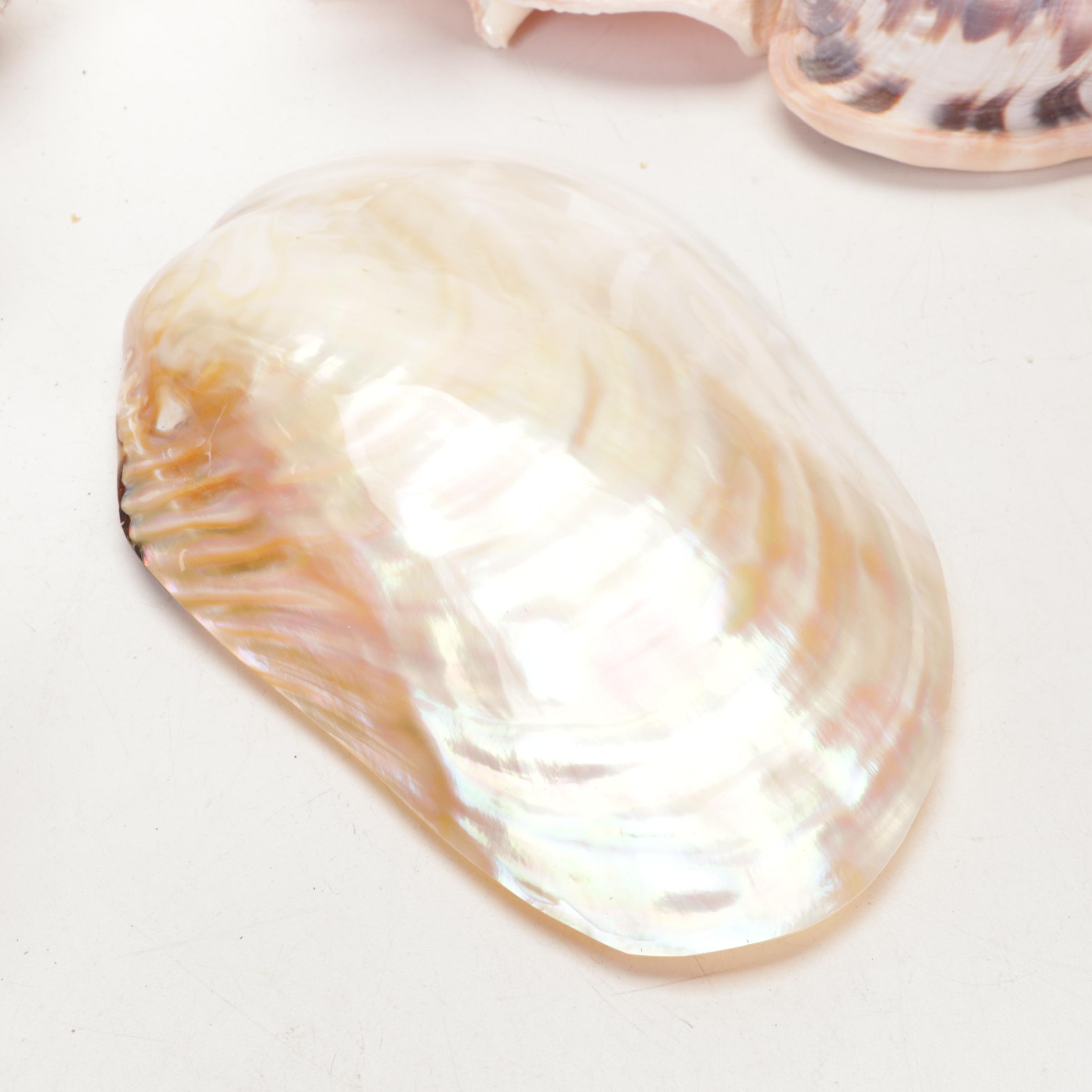 Abalone Shell, Sea Urchin, Harp Shell, Helmet Conch Marine Specimens