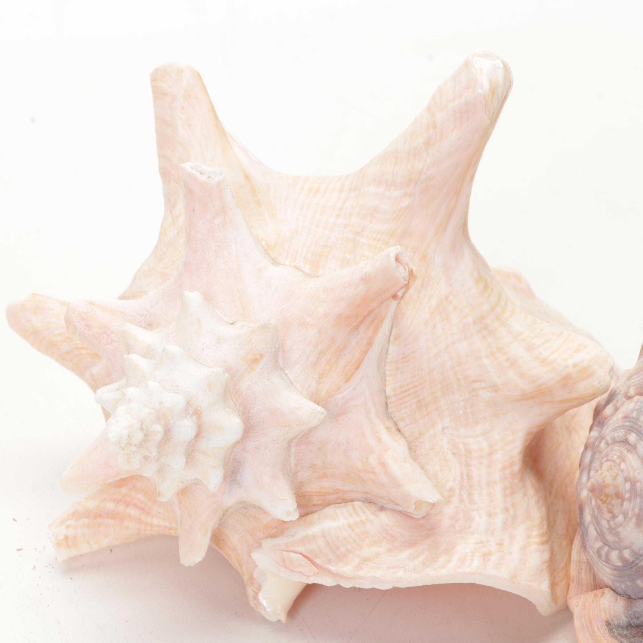 Abalone Shell, Sea Urchin, Harp Shell, Helmet Conch Marine Specimens