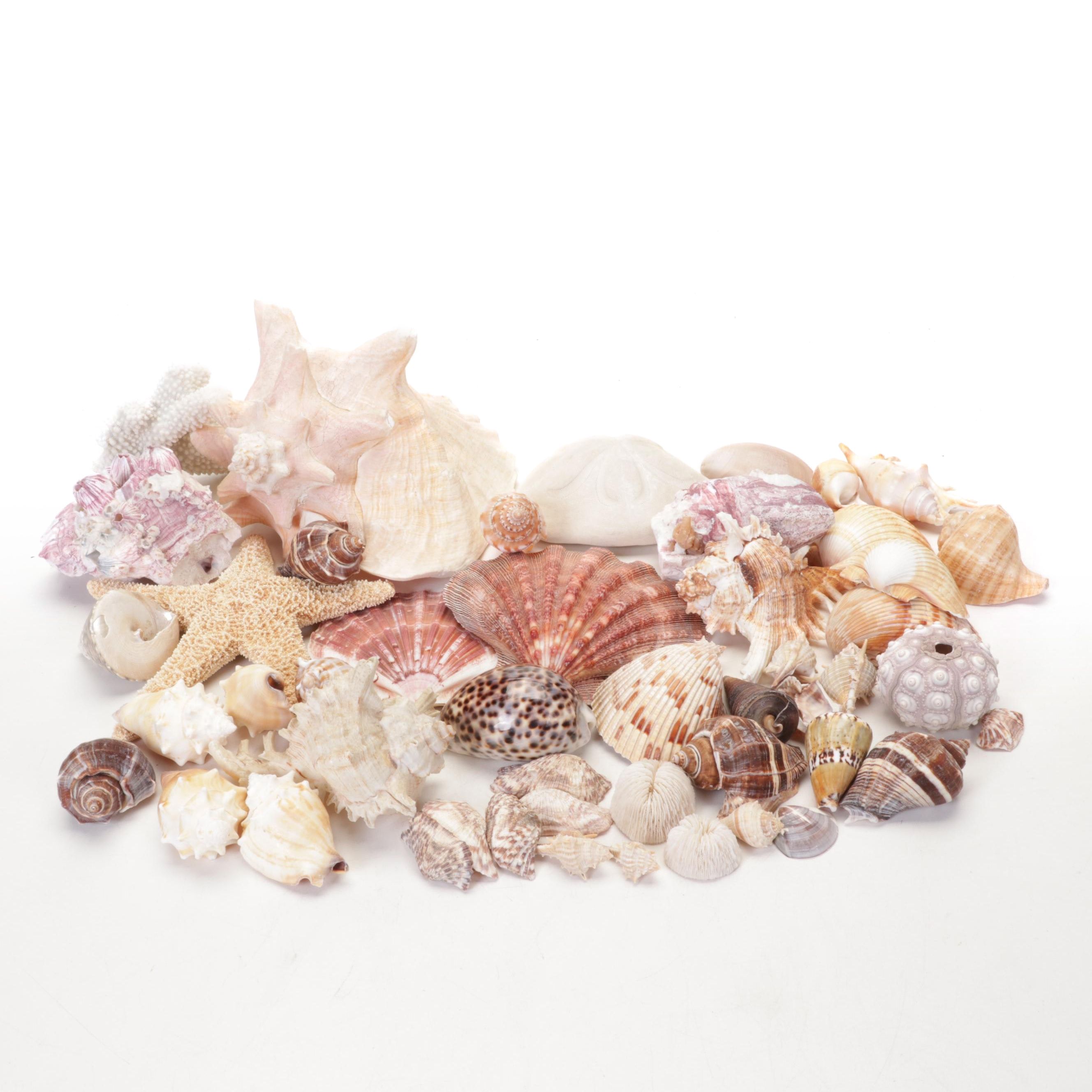 Starfish, Coral, Tiger Cowrie, Barnacles and Other Marine Specimens