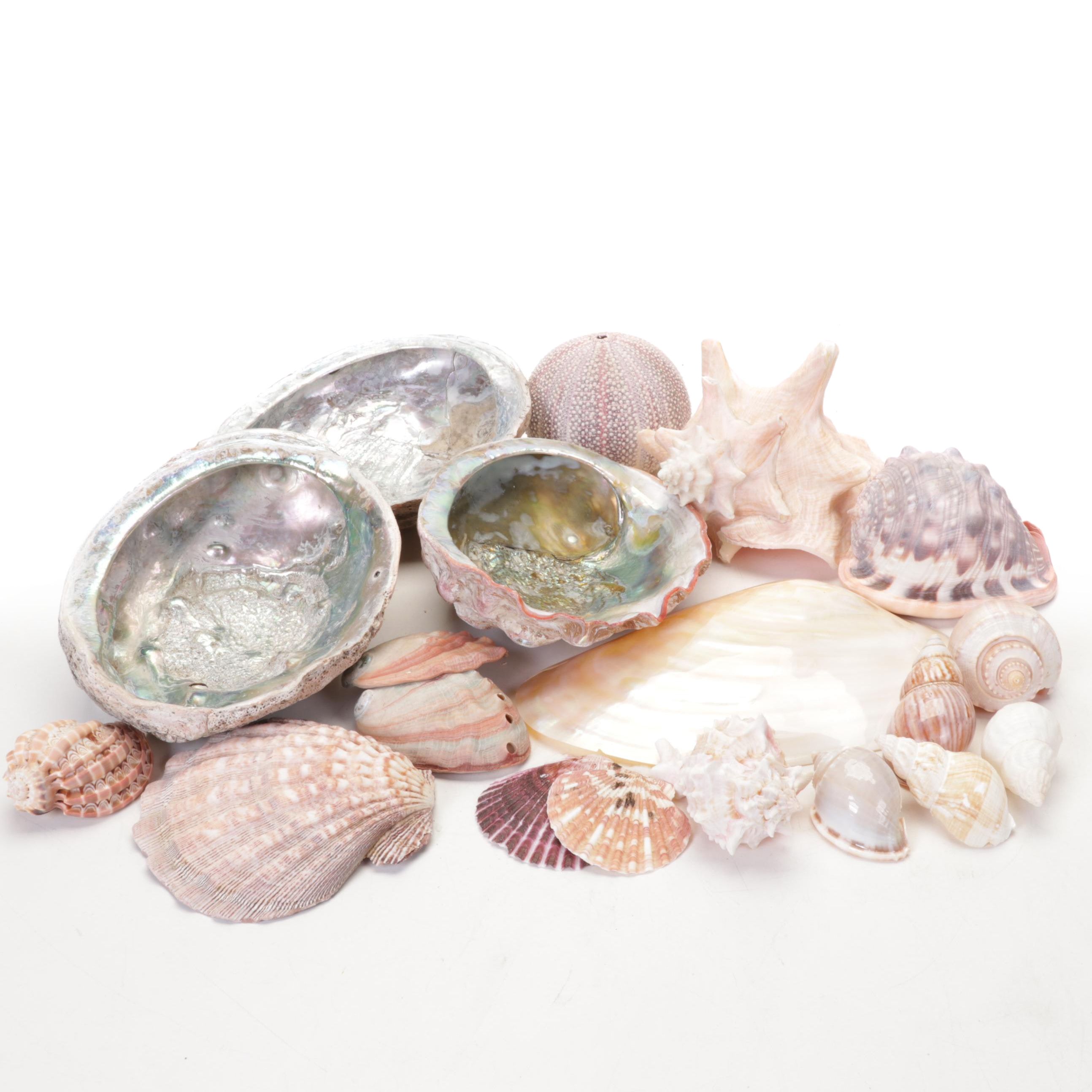 Abalone Shell, Sea Urchin, Harp Shell, Helmet Conch Marine Specimens
