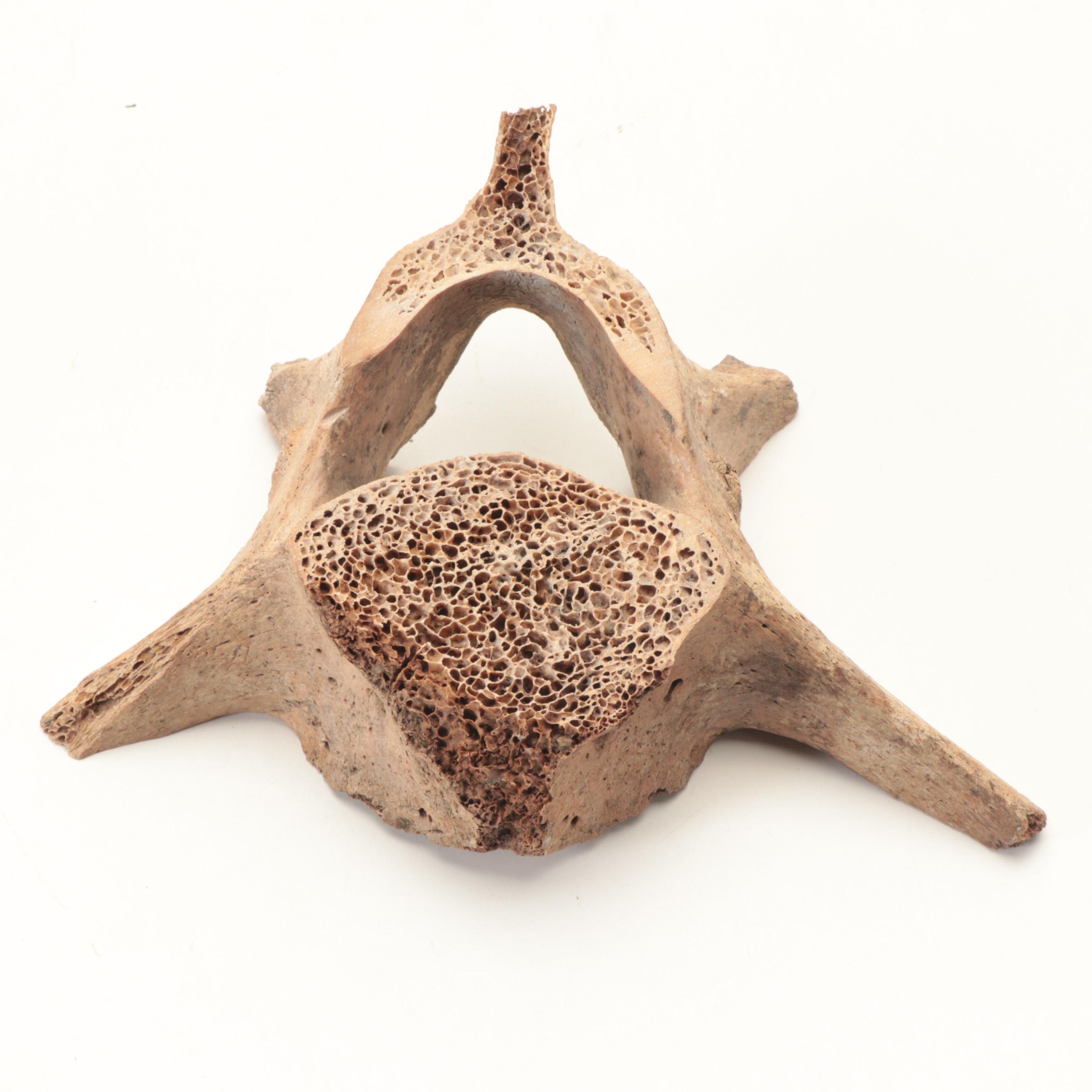 Chris Aningayou Yupik Alaskan Fossil Whalebone, Walrus Ivory "Canada Goose"