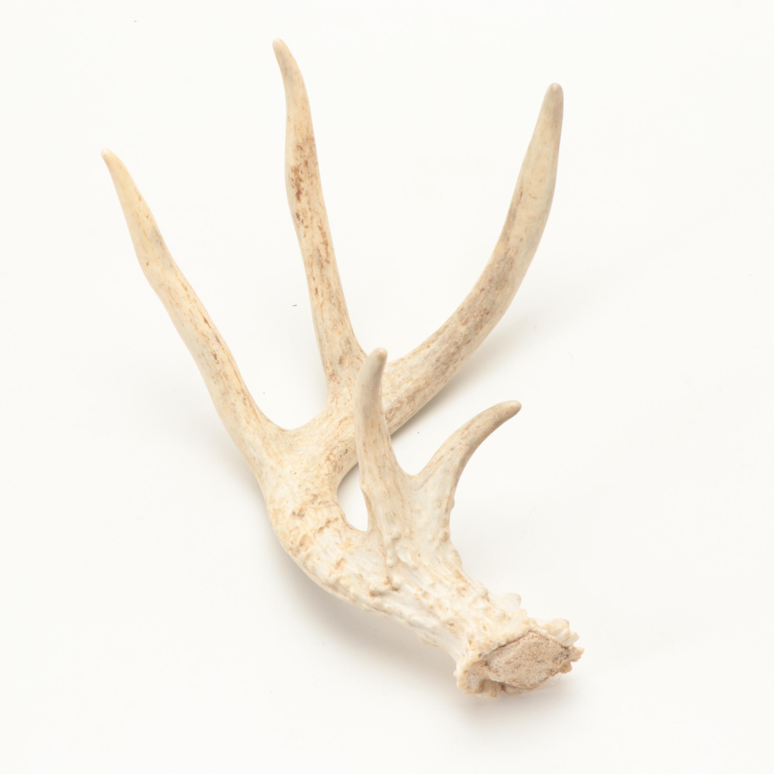 Richard Morgan Signed Carved Wood Long Billed Curlew and Other Décor