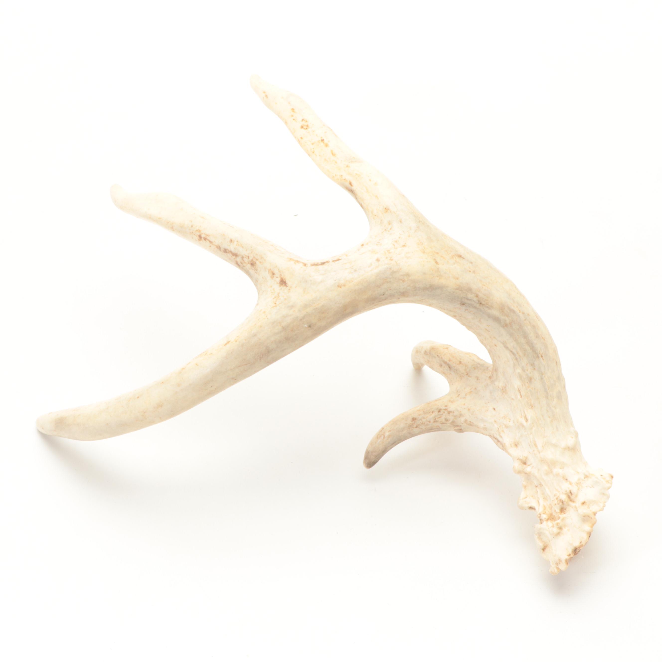 Richard Morgan Signed Carved Wood Long Billed Curlew and Other Décor