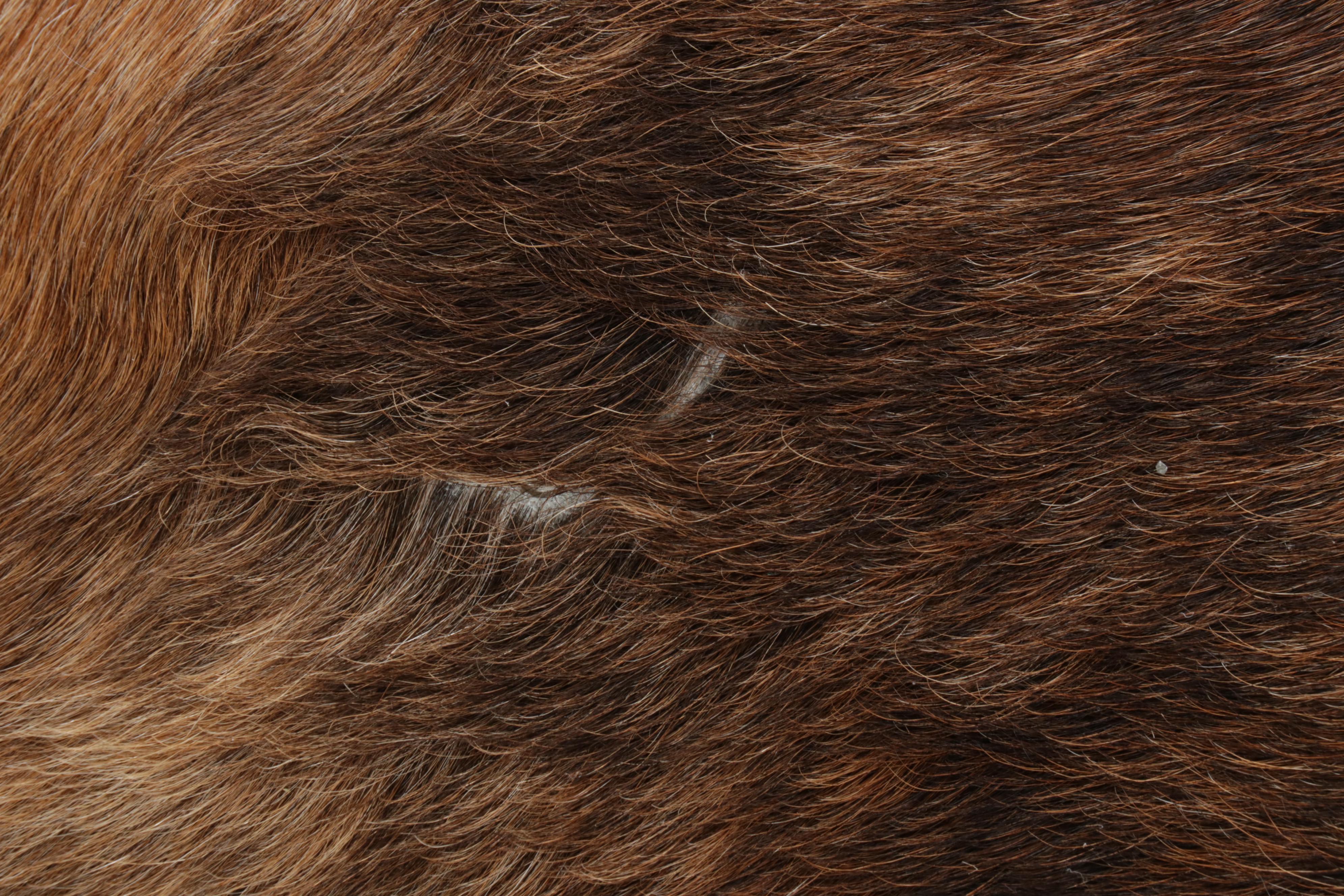 5'6 x 5'6 Natural Cowhide Area Rug