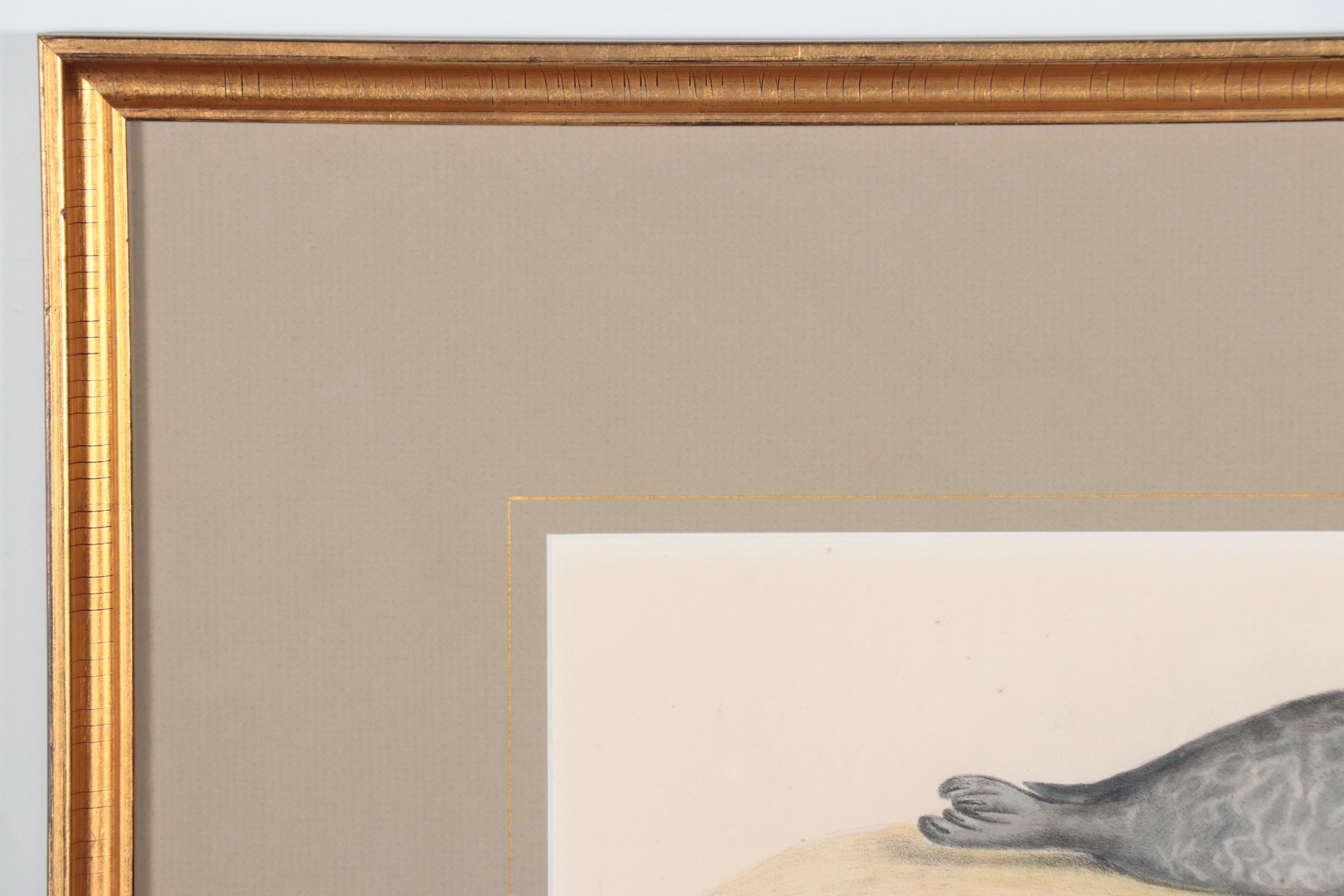 Hand-Colored Lithograph After Jean Charles Werner "Phoque"