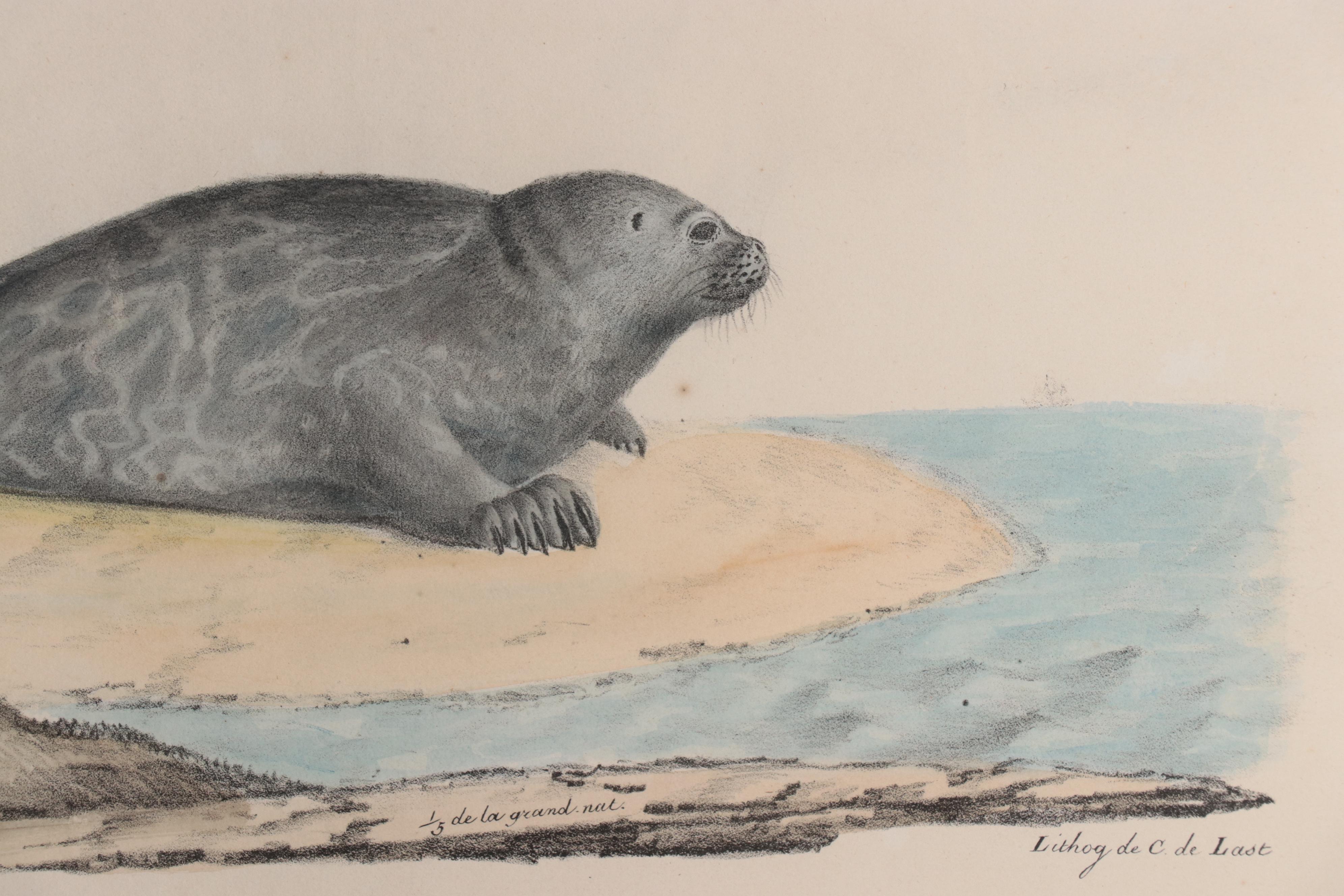 Hand-Colored Lithograph After Jean Charles Werner "Phoque"